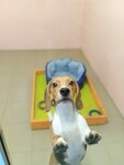 Mayak (SNT Druzhba, 6-ya ulitsa, 2), pet hotel