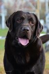Roksol’s Labrador kennel (Pesochnya District, Zubkovoy Street, 16к1), animal nursery