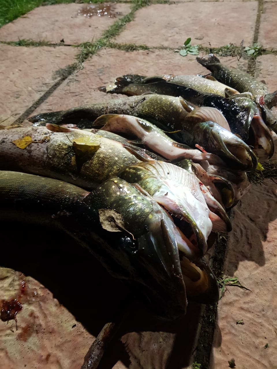 Фото Лепота