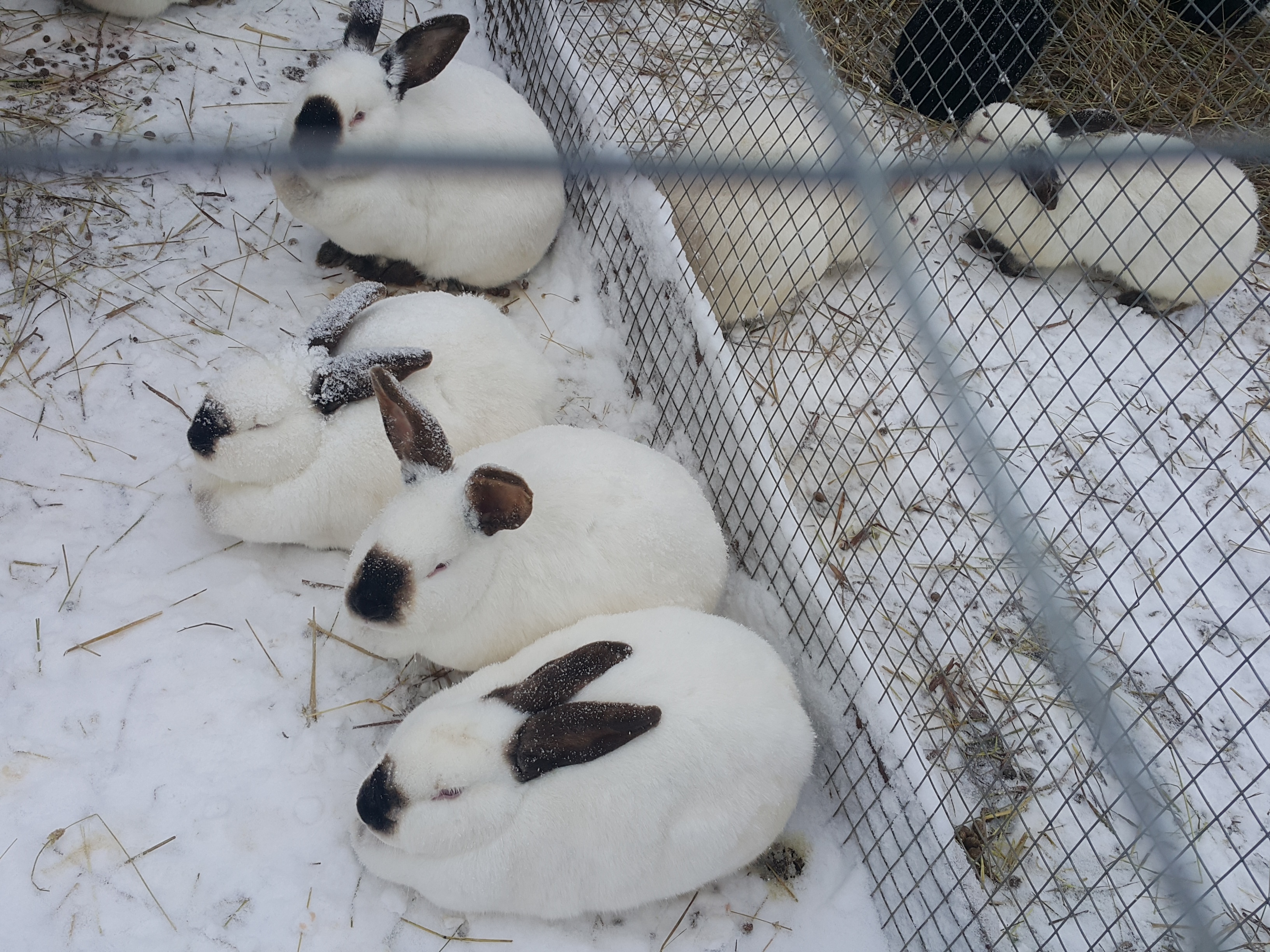 Фото Экоферма Александровский спас