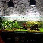 Kompaniya Aqualife (Polyustrovskiy Avenue, 45Б), aquariums