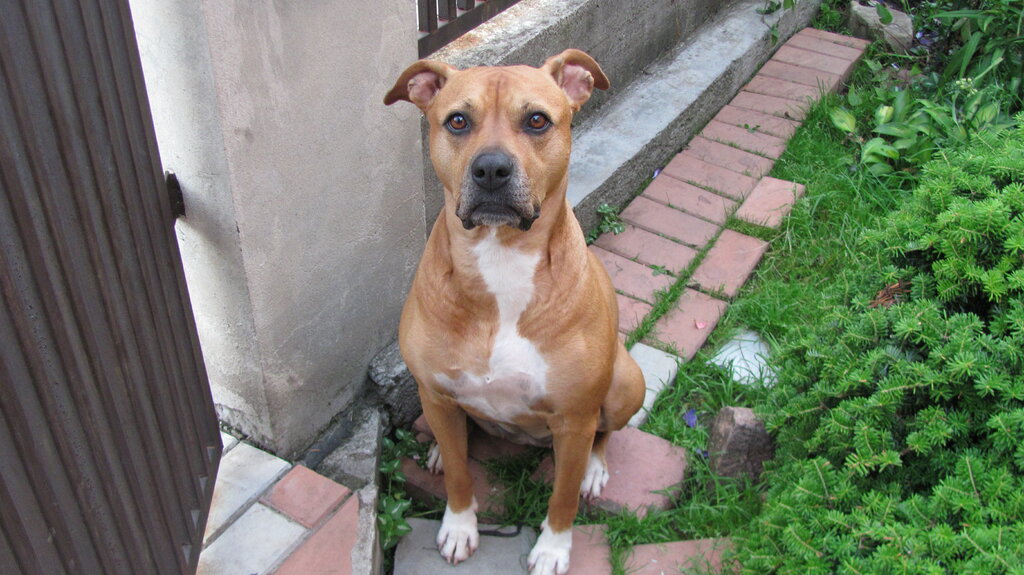Animal shelter Blagotvoritelny Fond V Dobryye Ruki Sheremetyevsky priyut, Himki, photo