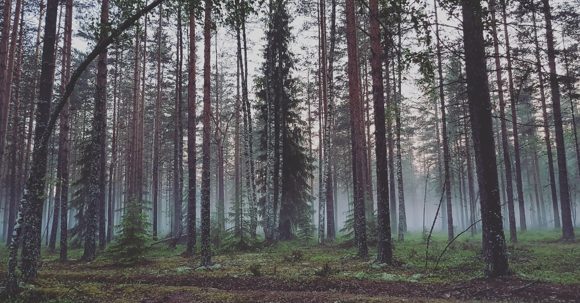 Фото Черная лиса