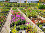 Leto (derevnya Nikolskoye, 1Б), garden center