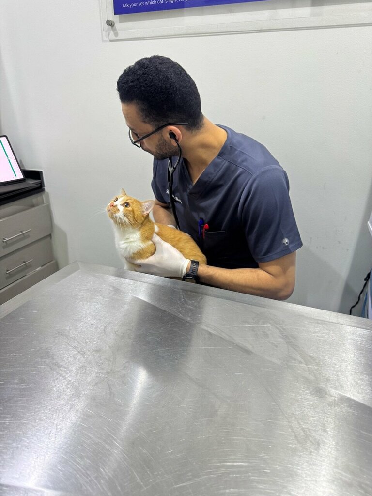 Veterinary clinic Cute Cat Veterinary Clinic, Sharjah, photo