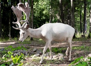 Глэмпинг Русские Сезоны Вятские Дачи