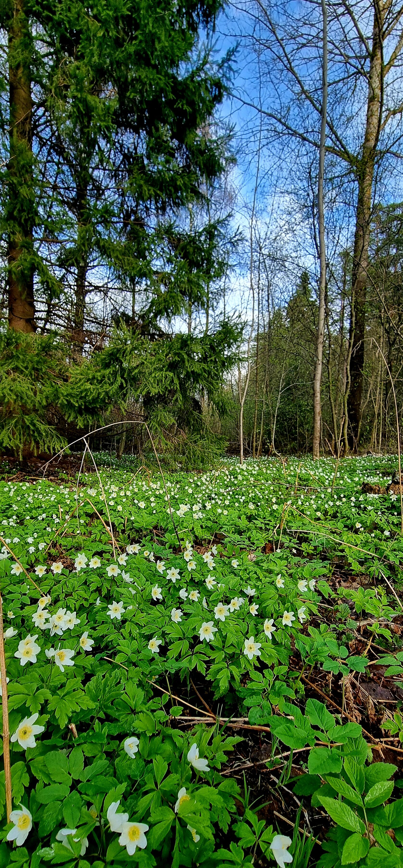 Фото Поместье Лесная бухта