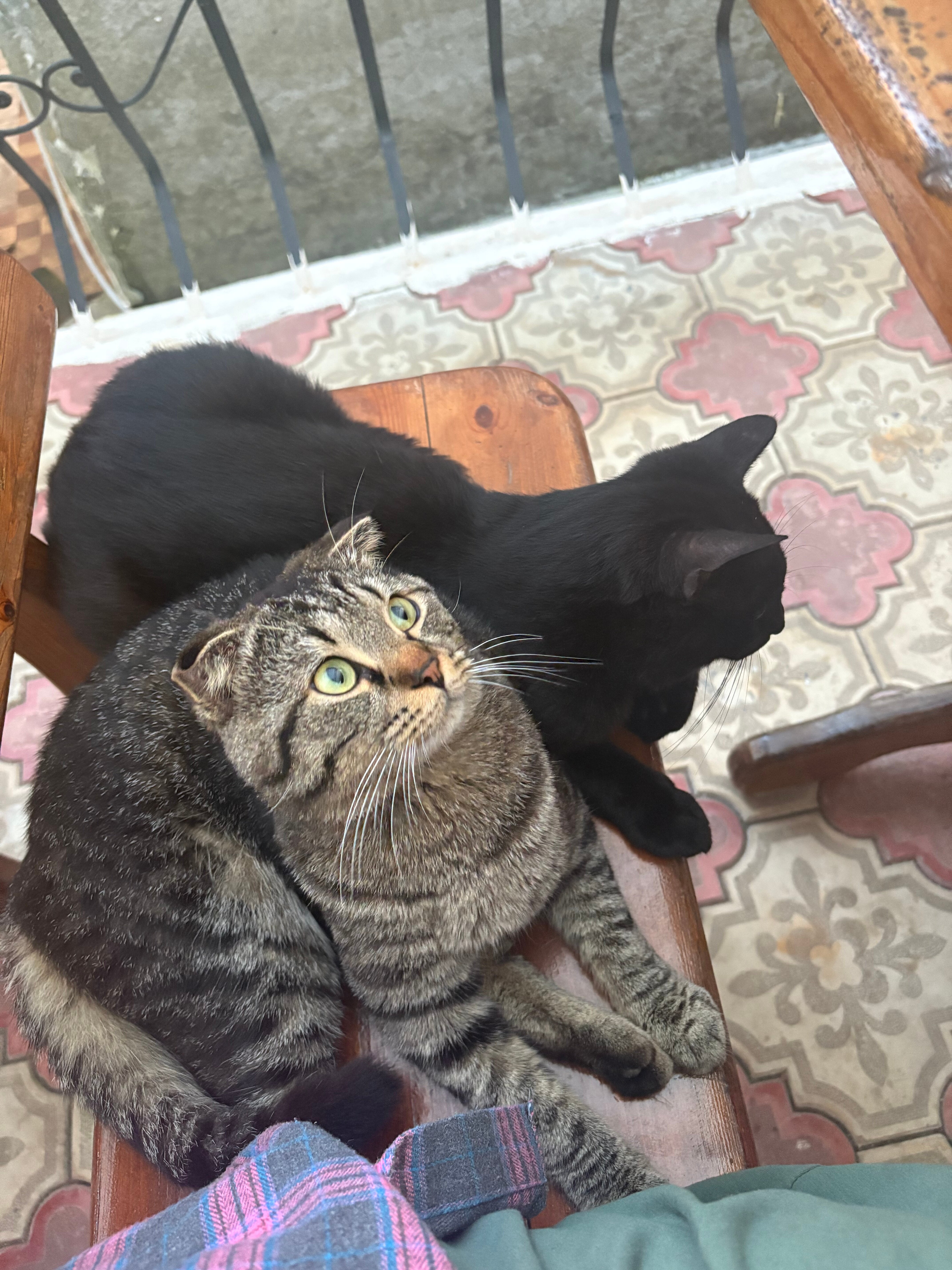 Фото Мандариновый Сад