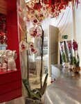Glamour flower (Pokryshkina Street, 5) ، محل زهور