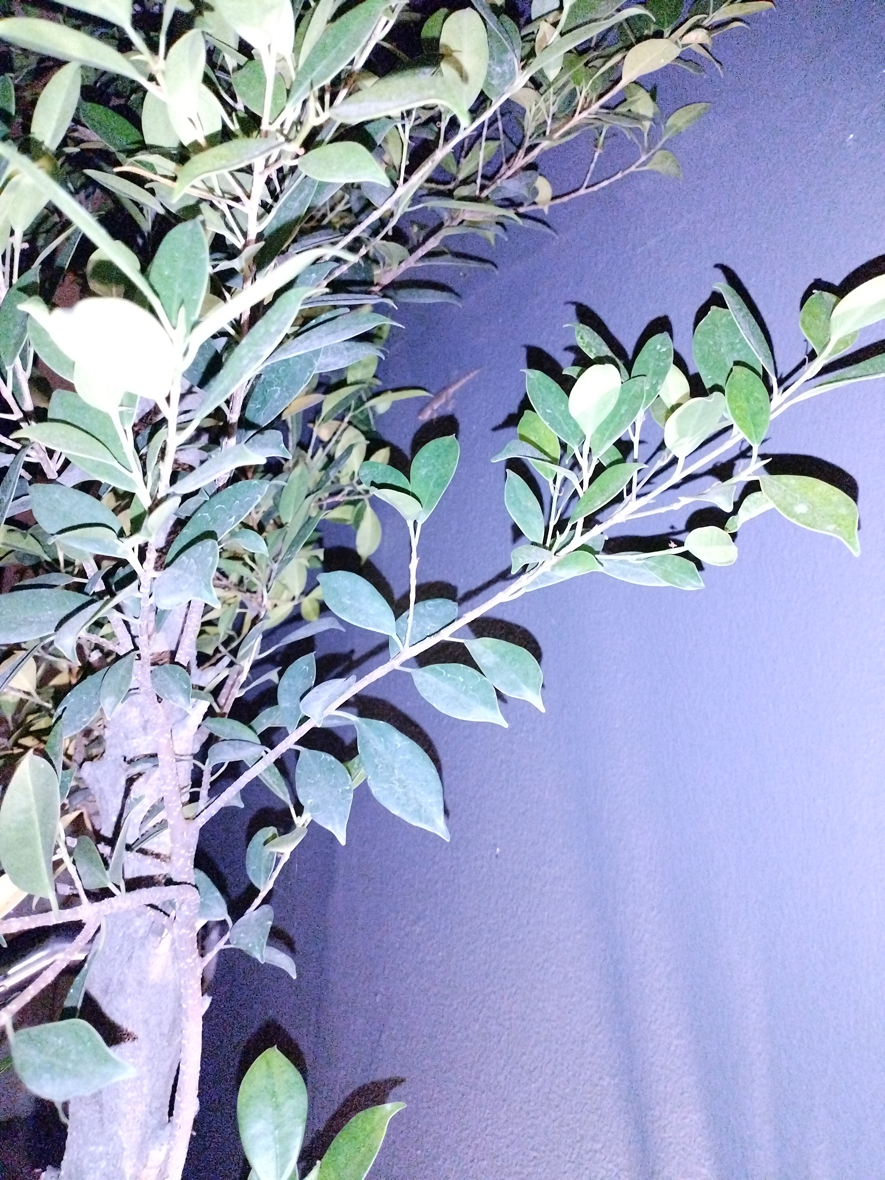 Фото Adema Boutique Karon