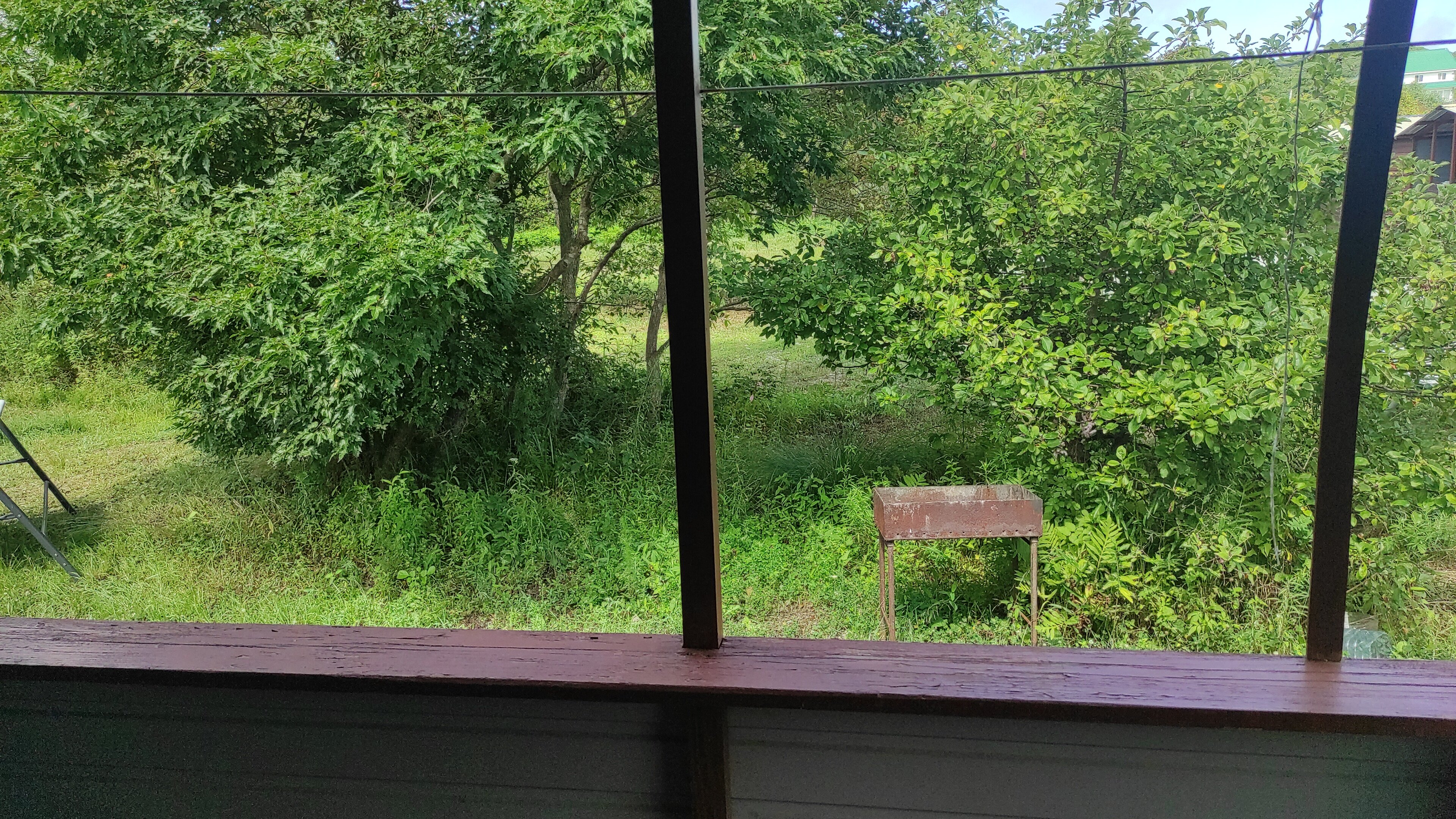 Фото Ромашка-Витязь