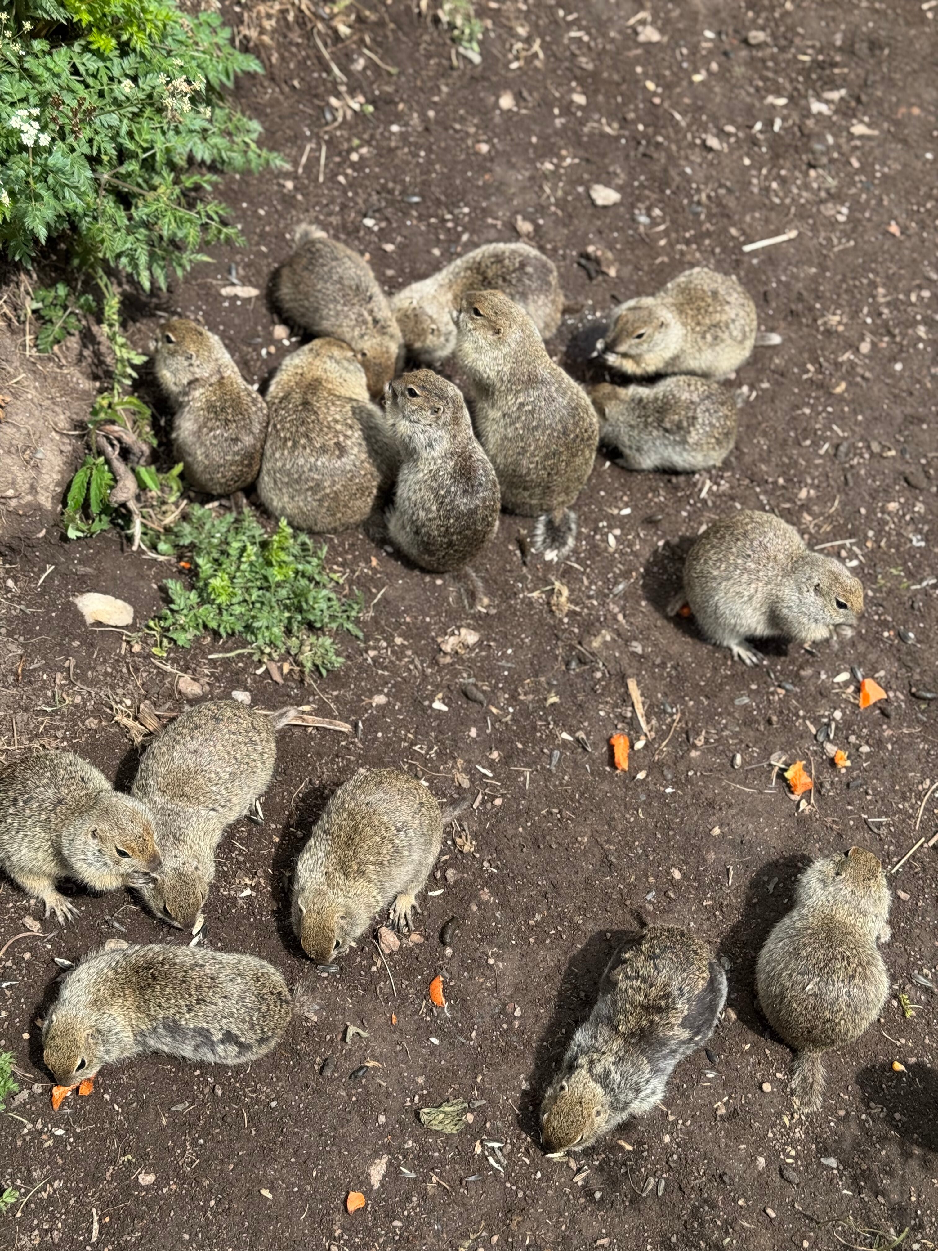 Фото Местные Традиции