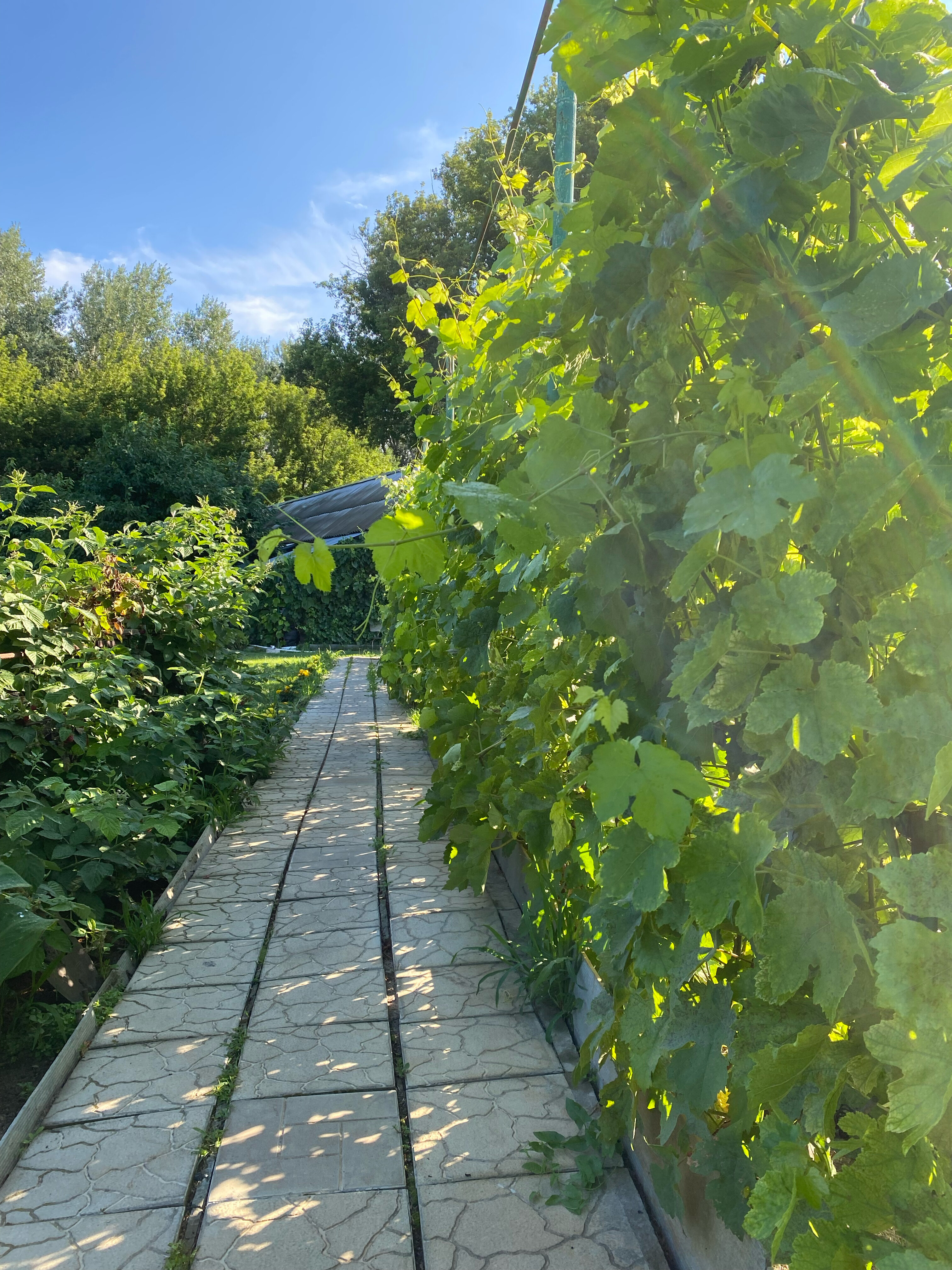 Фото Фазенда