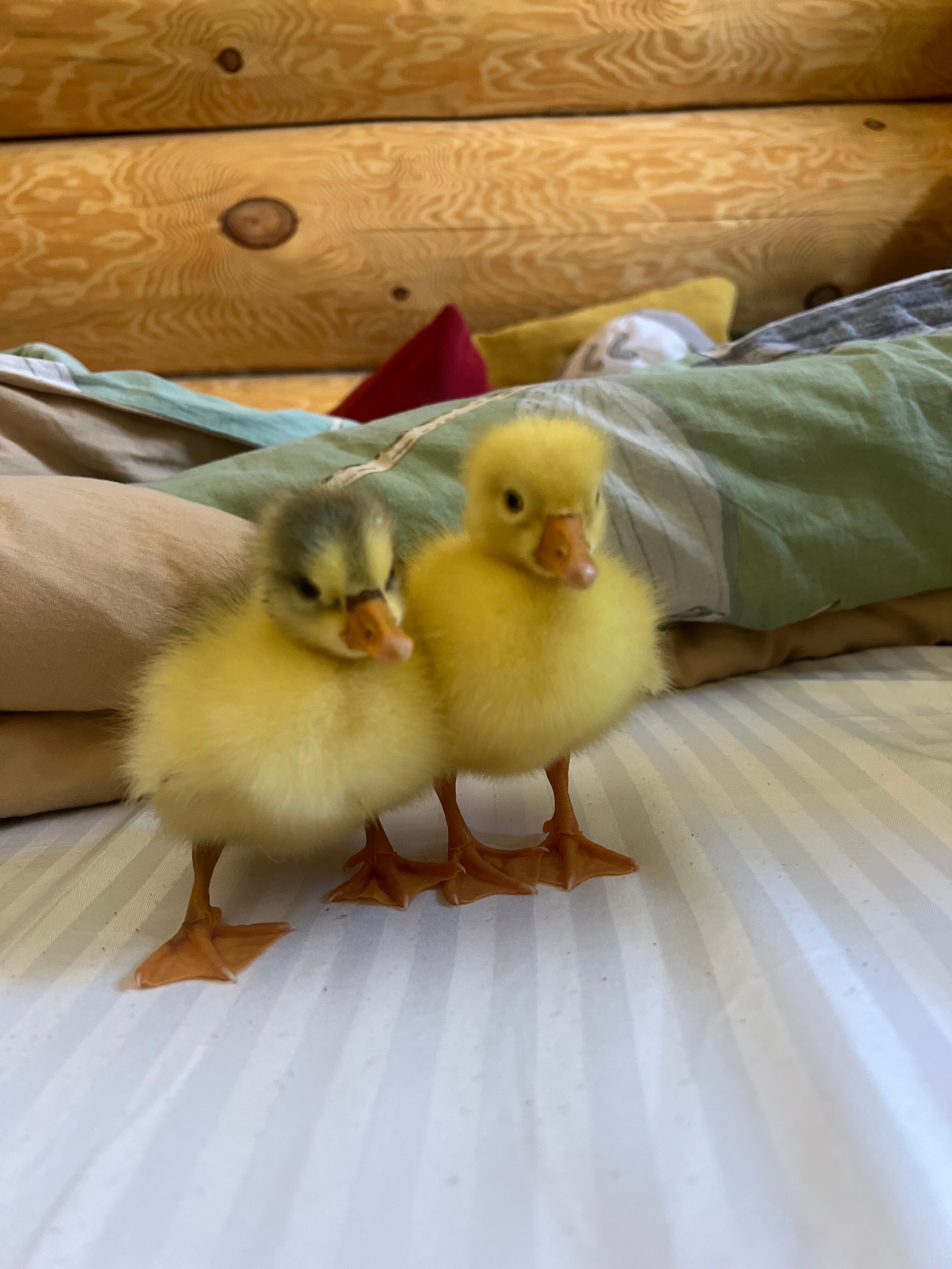 Фото Веселые гуси