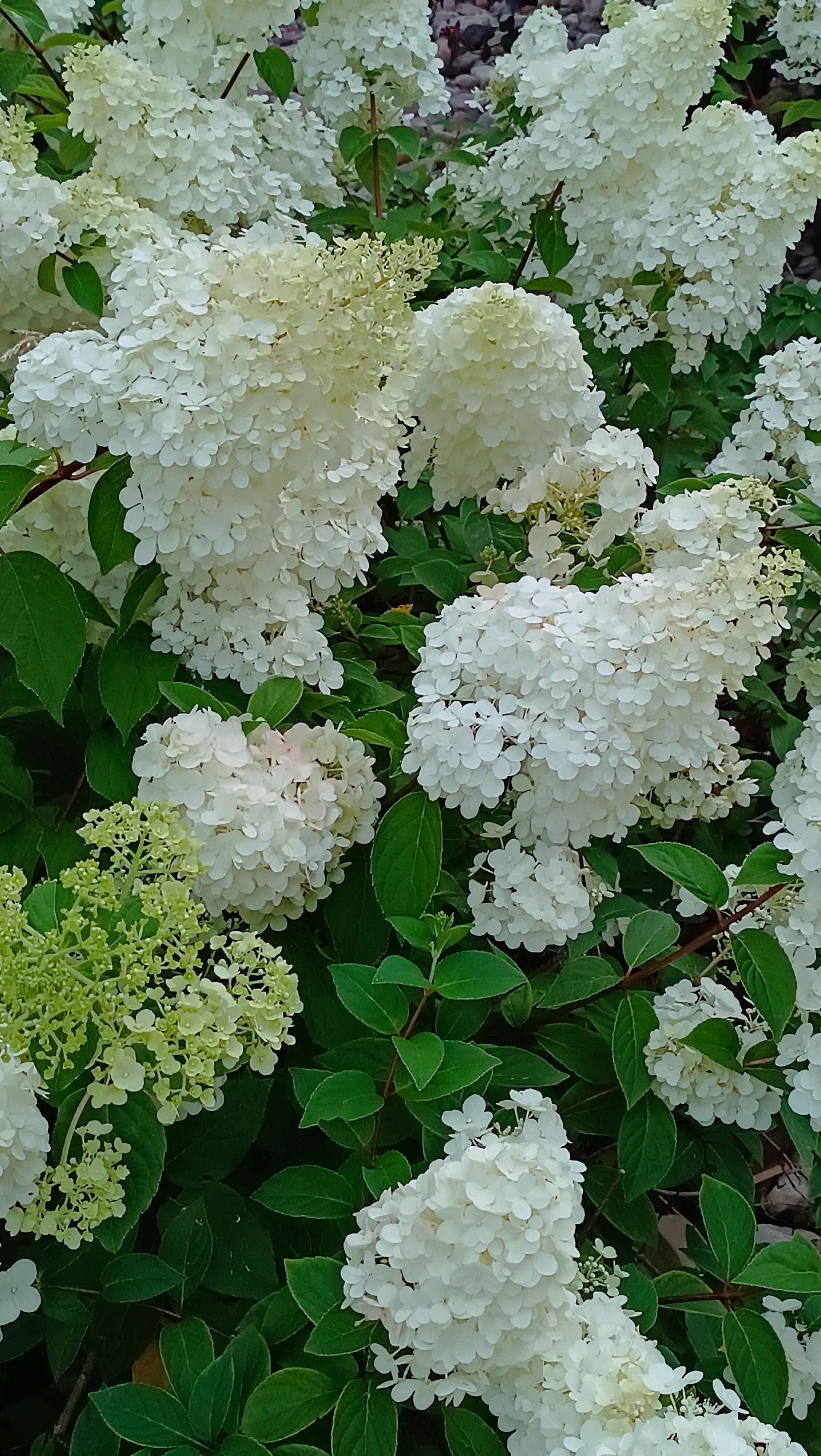 Фото Мстиславский