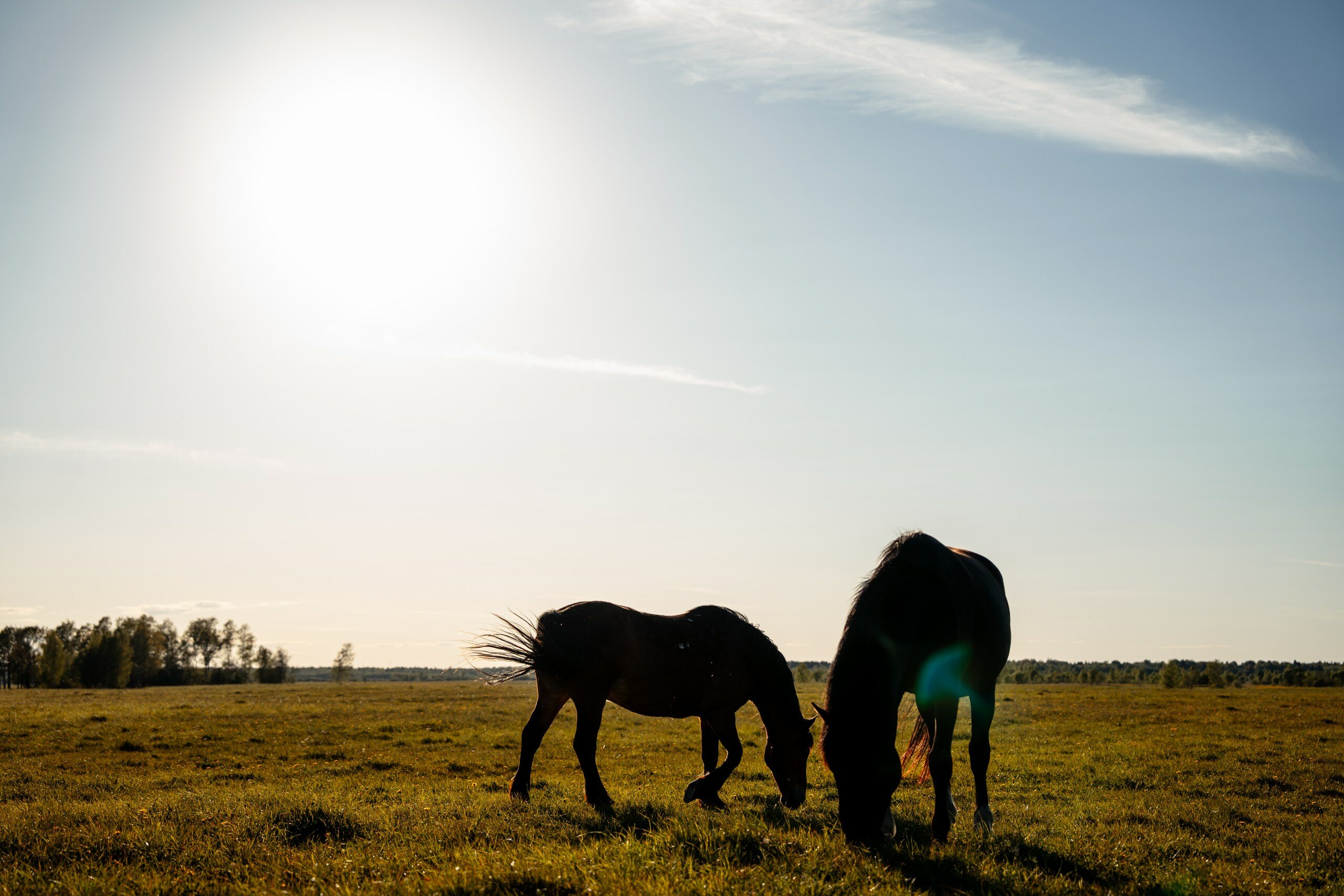 Фото Королевская охота