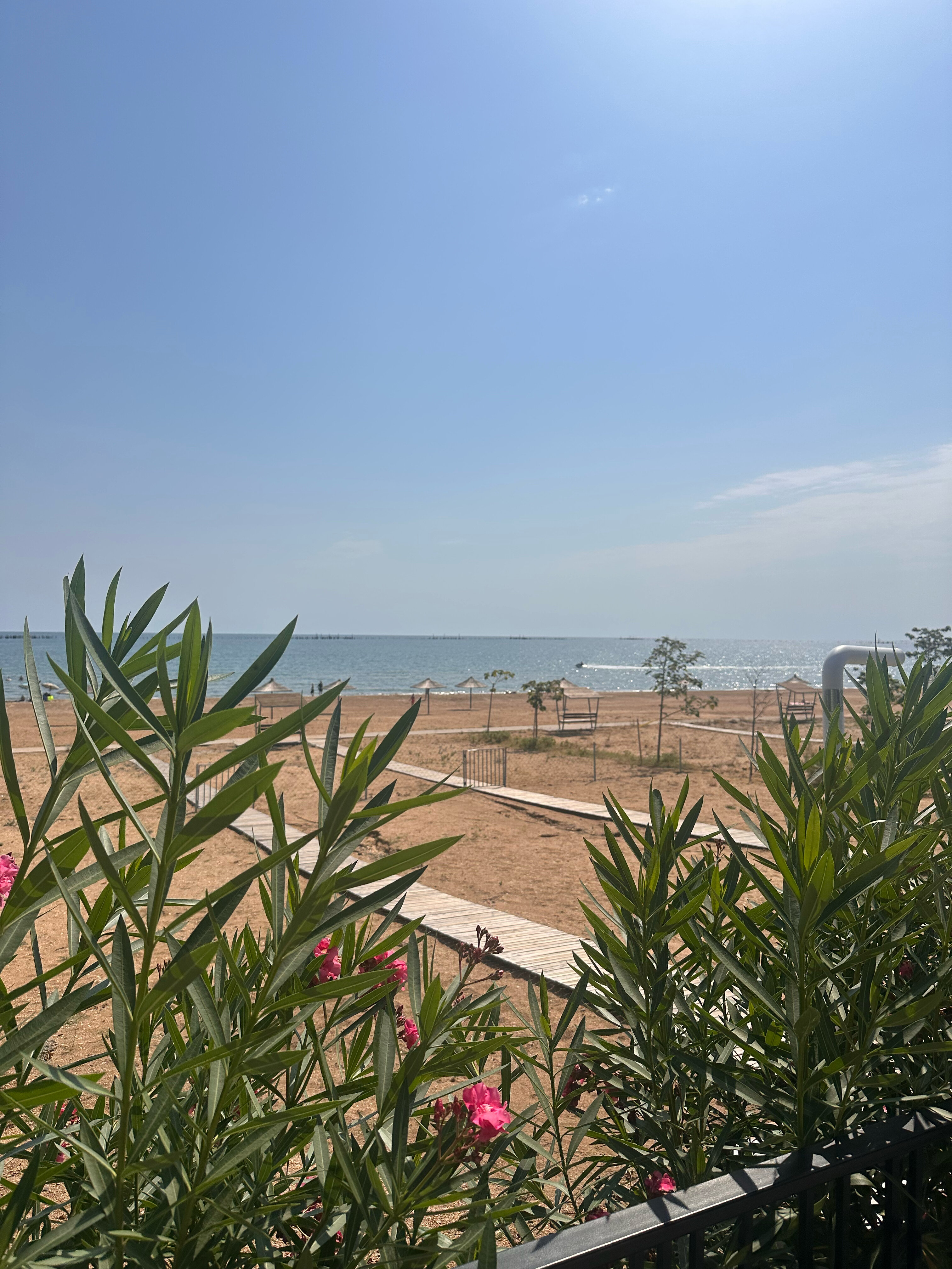 Фото Павлония