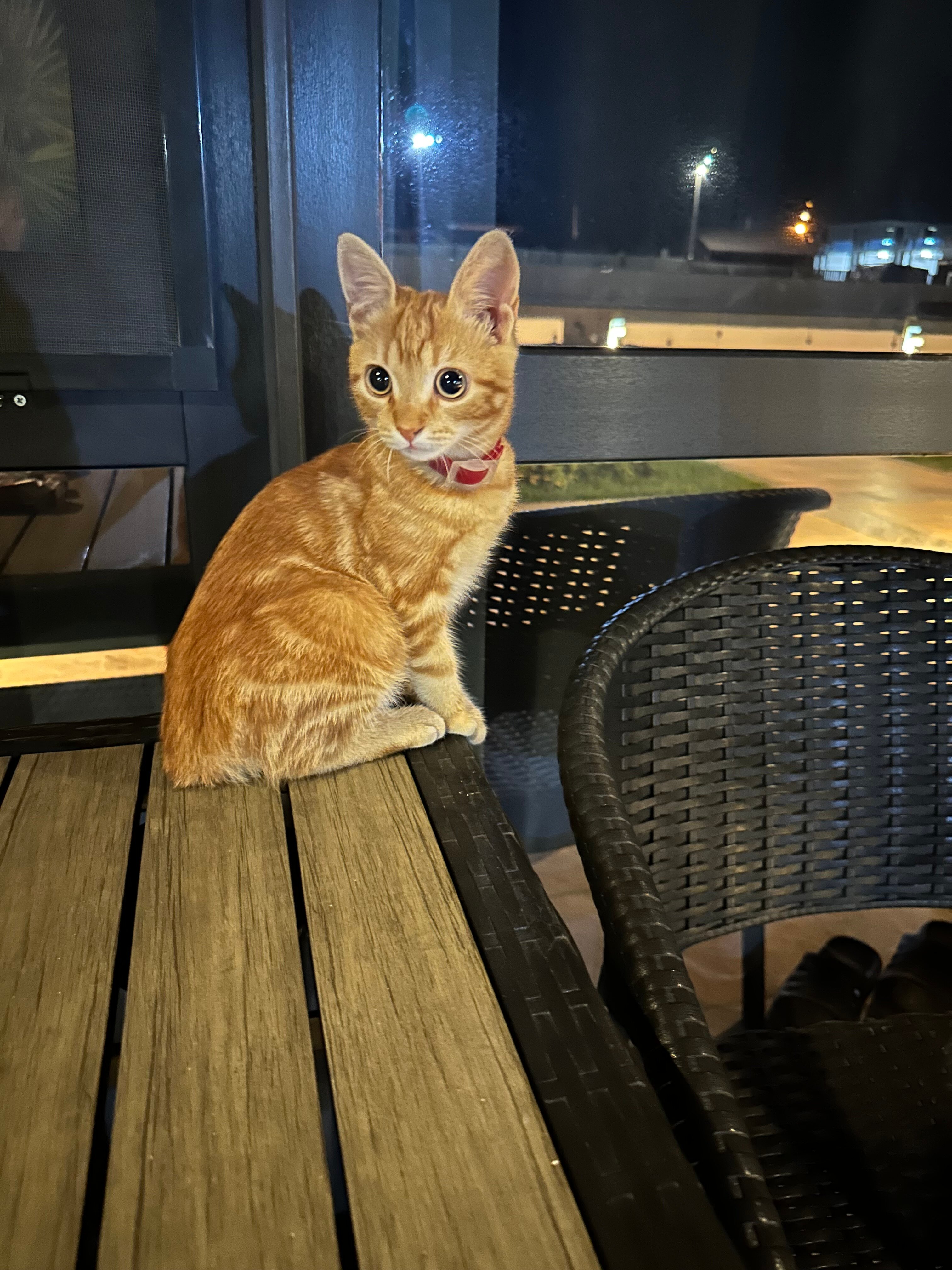 Фото Легенда Алахадзы