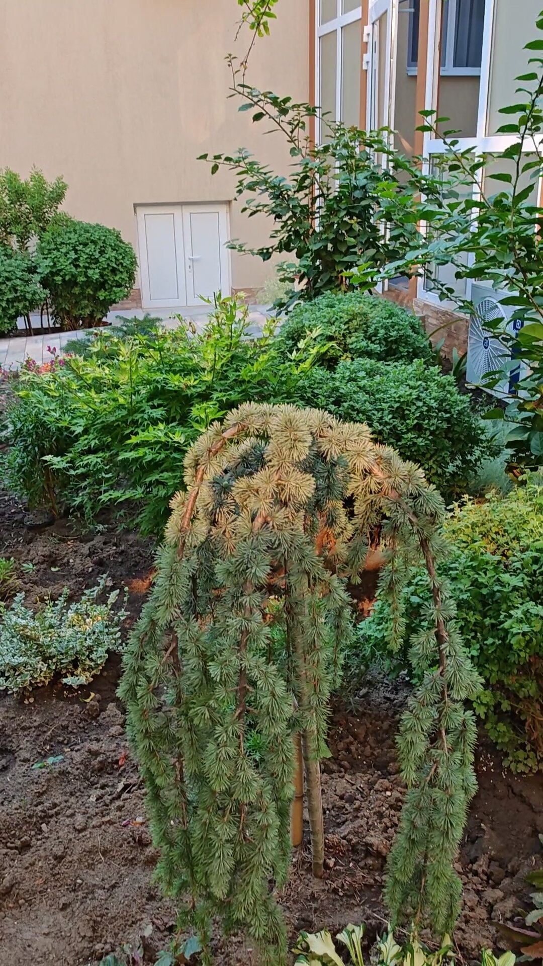 Фото Колибри