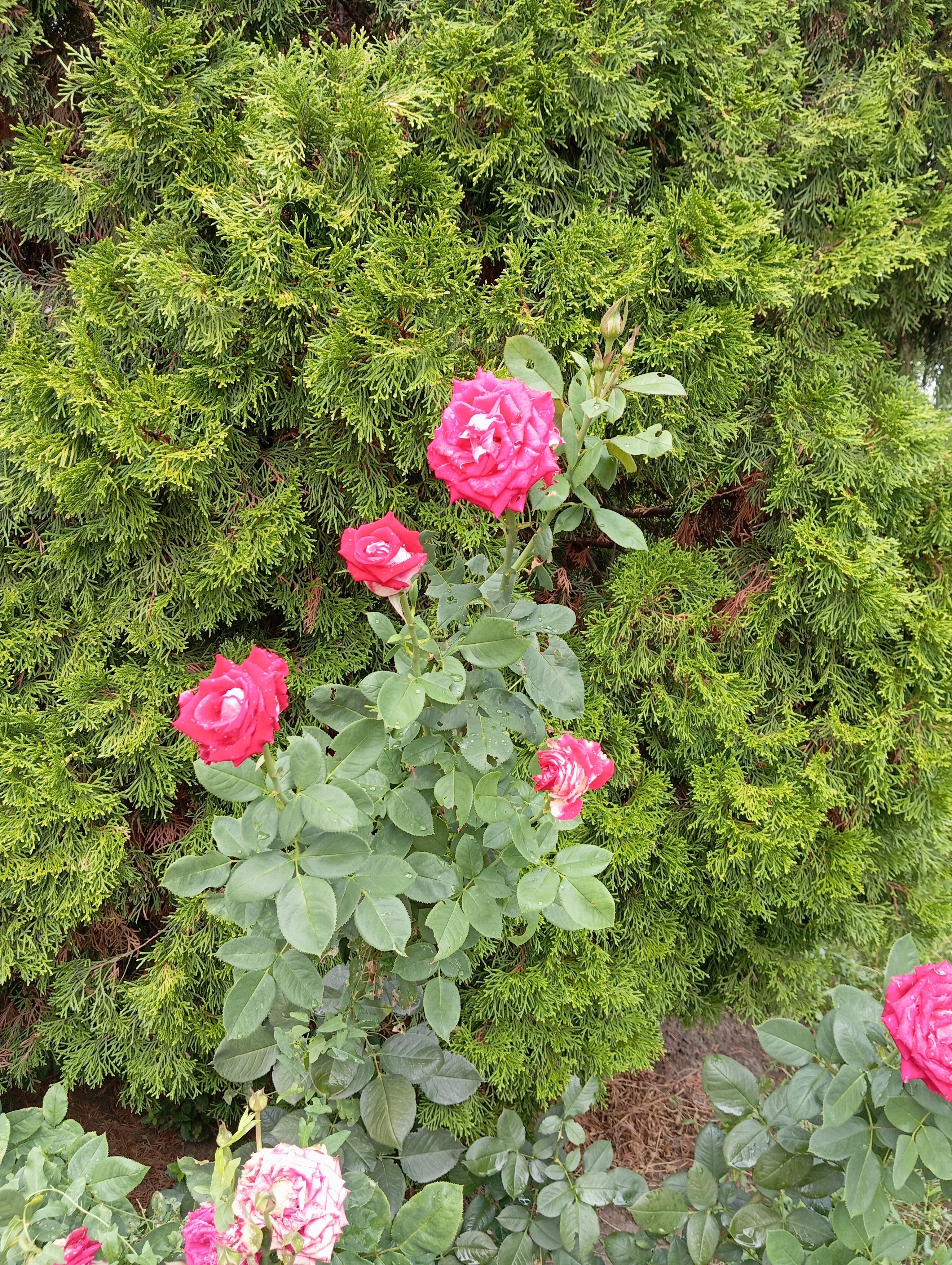 Фото Лайт Отель