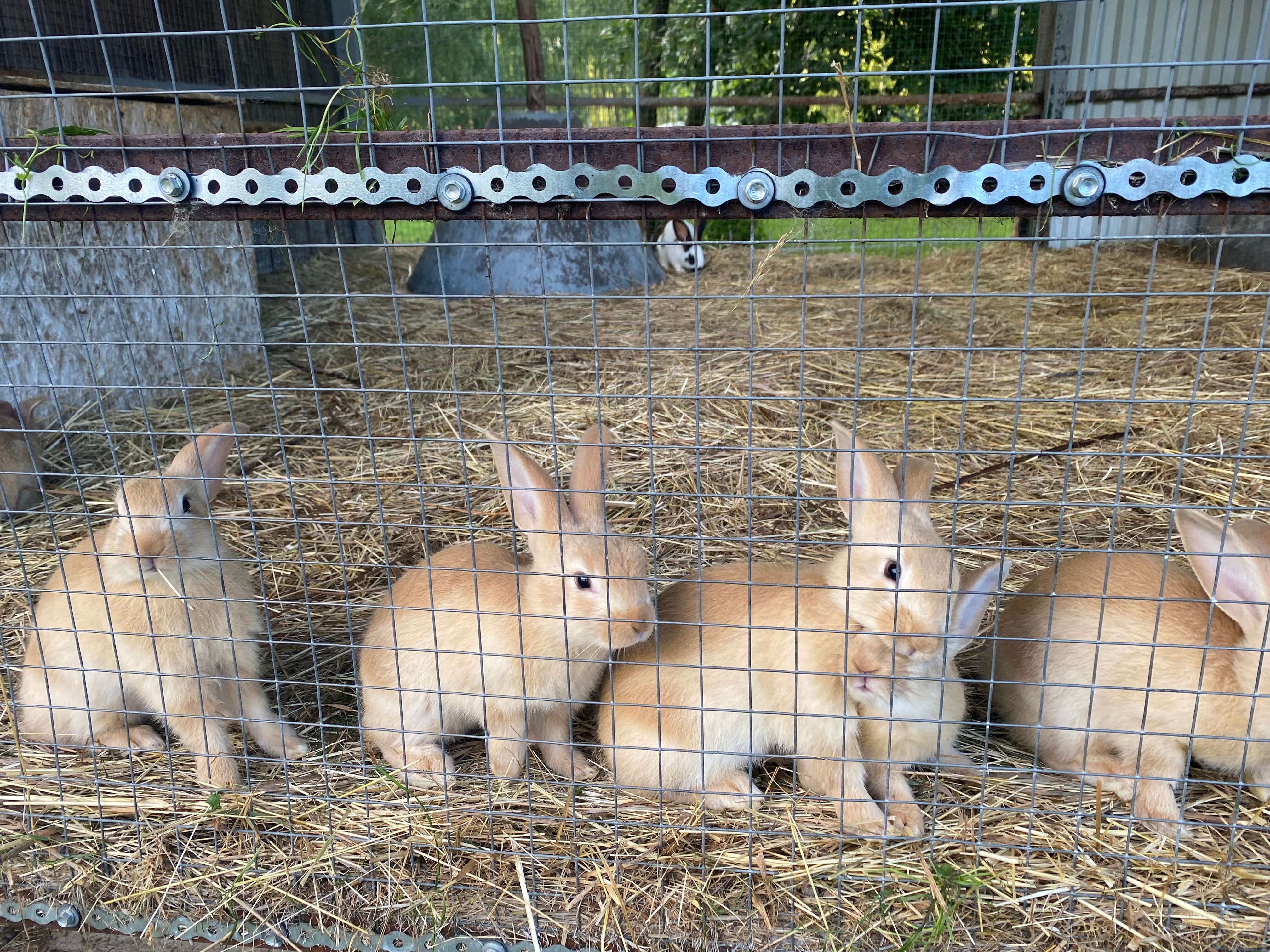 Фото La Ferme de Reve
