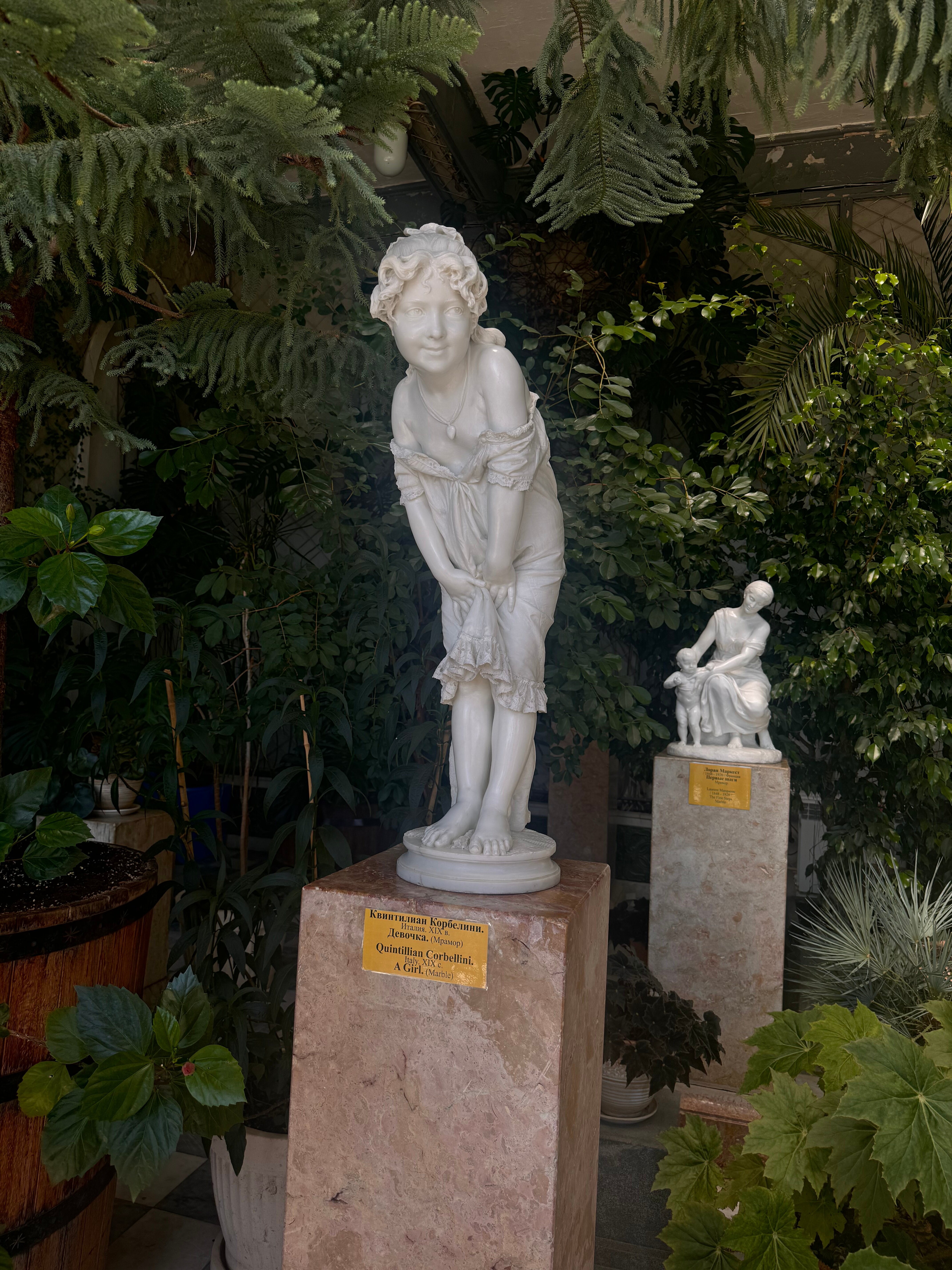 Фото Камелия