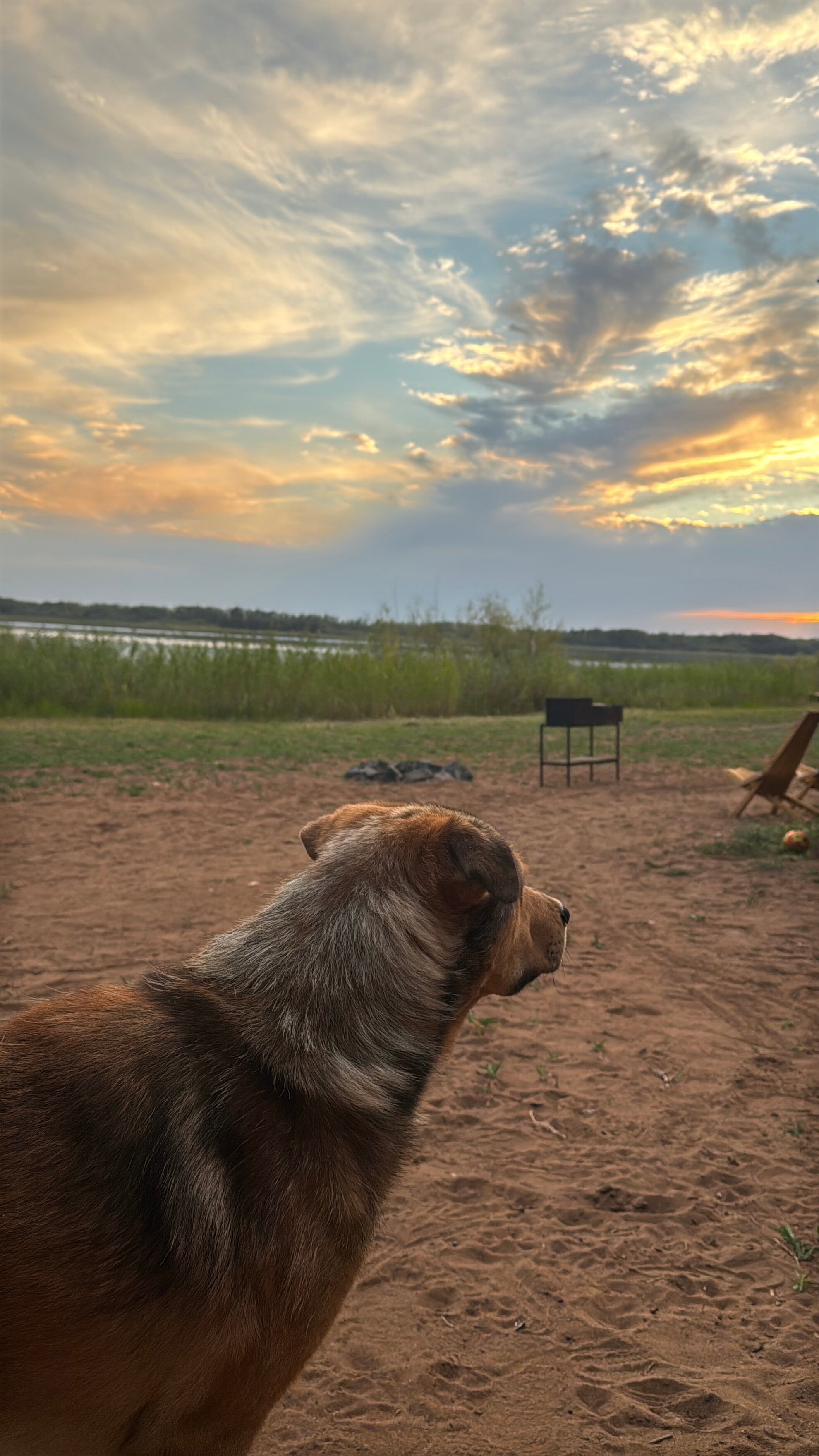 Фото Лаванда
