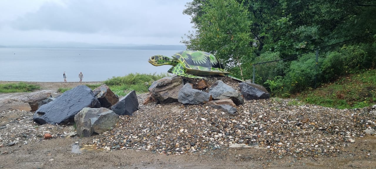 Фото Лазурная черепаха