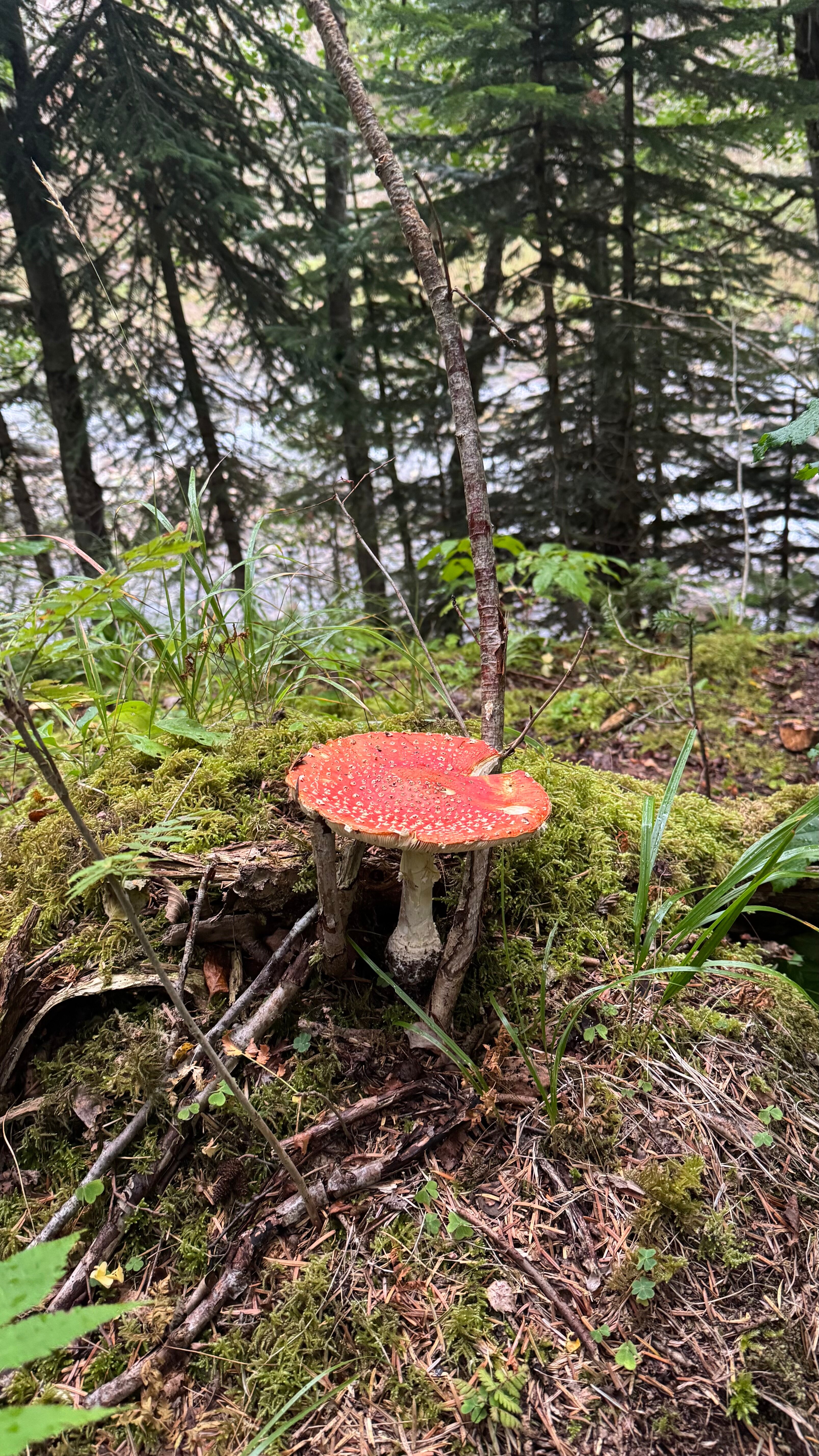 Фото Экотель Кит Шале