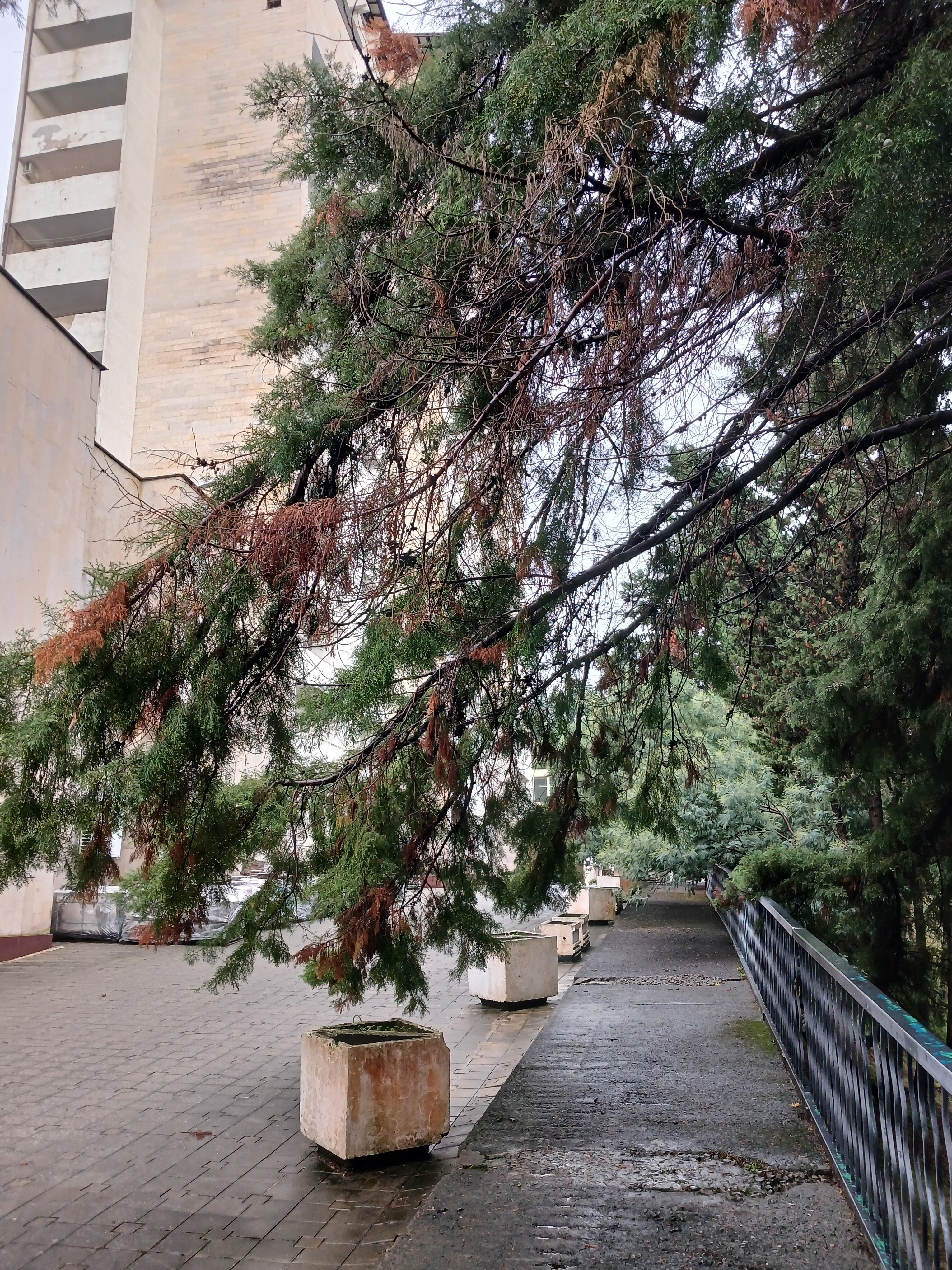 Фото Пансионат Мюссера им. Н. Лакоба