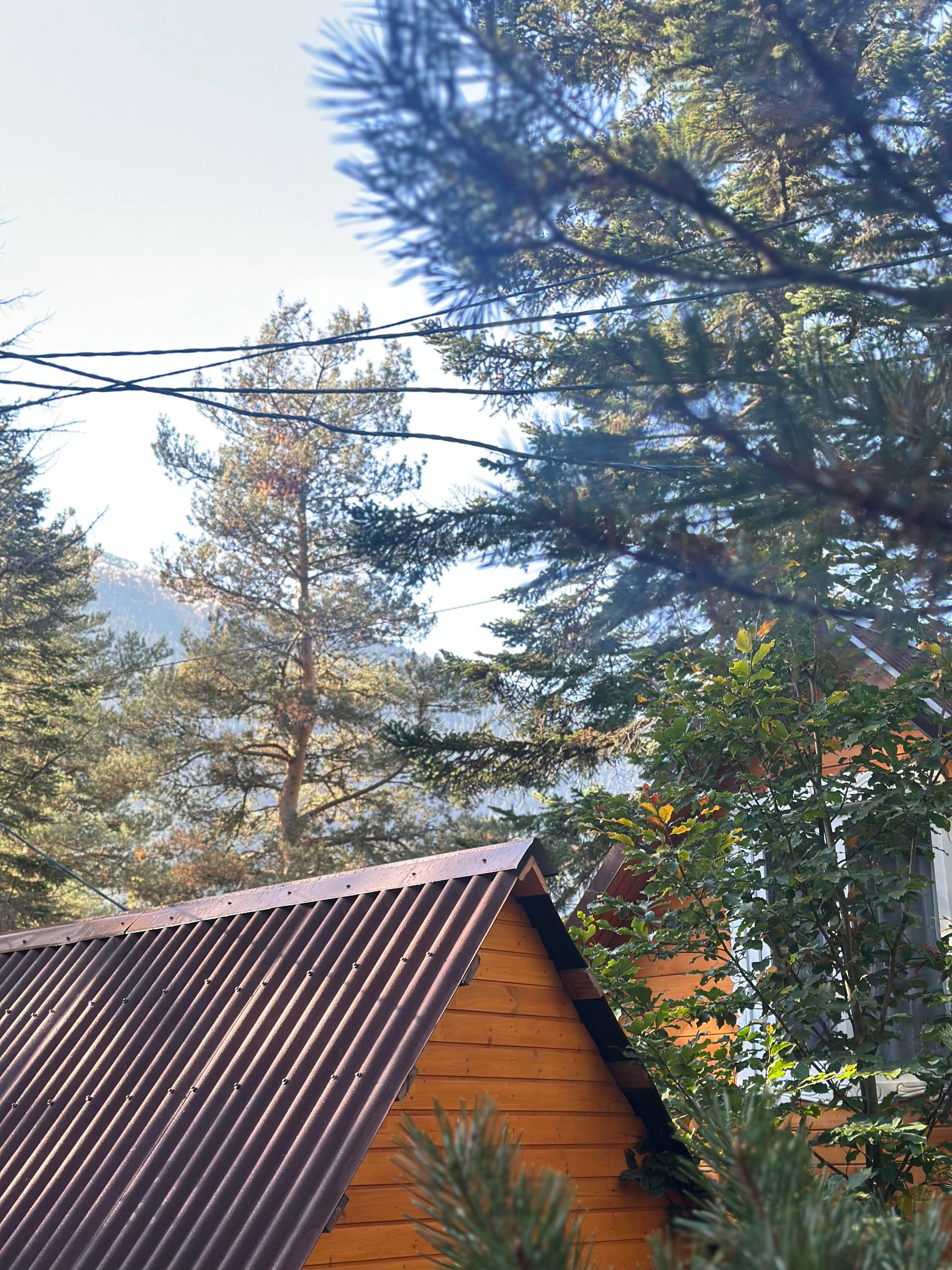 Фото Мухоморье