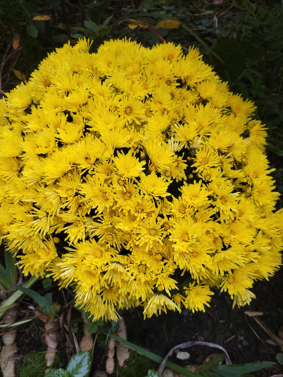 Фото Абажур