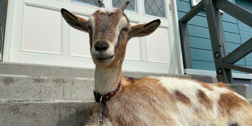 Фото Kiyosato Ihatov Hostel