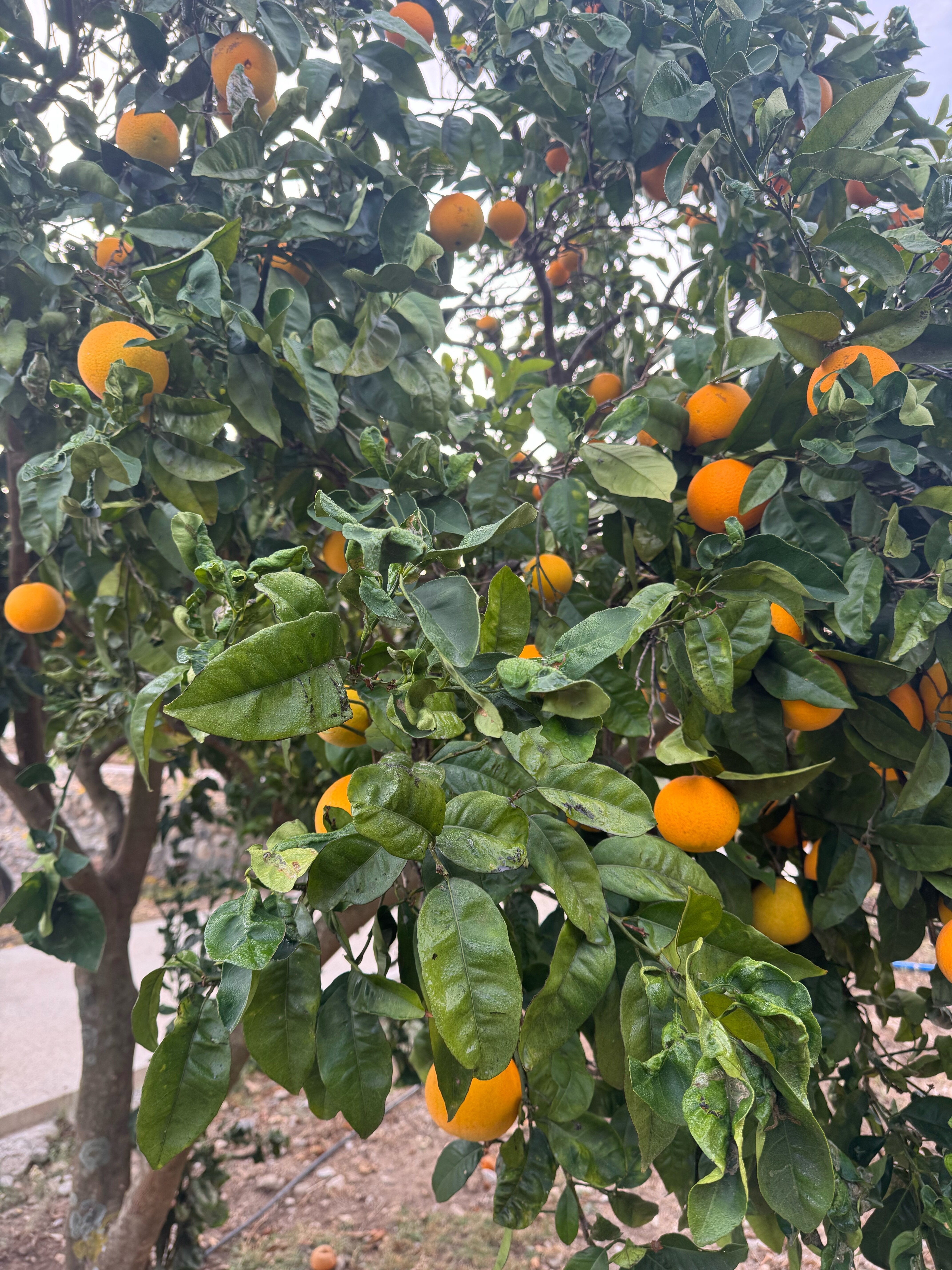 Фото Kairos Valley Health & Nature Resort