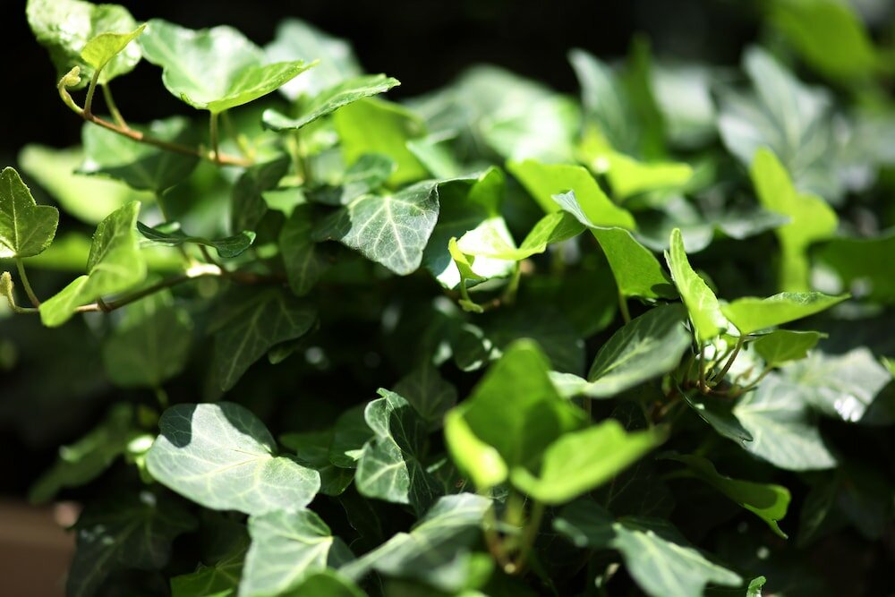 Фото Holiday Inn Vienna City