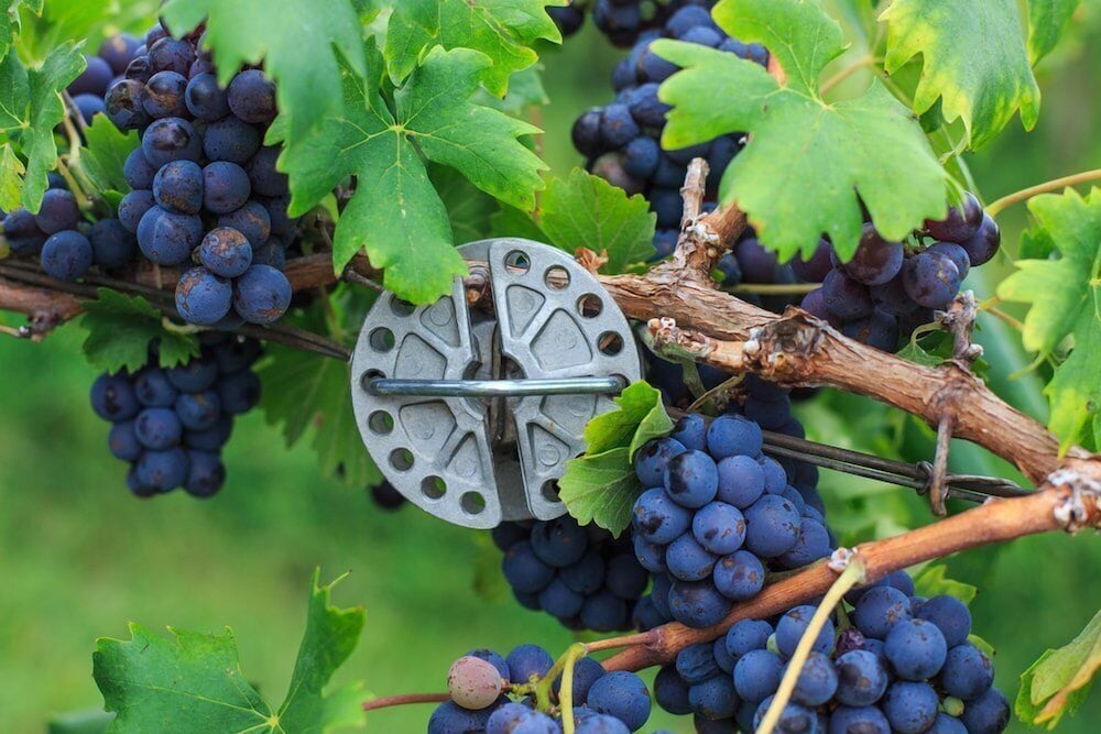 Фото Kiepersol Bed and Breakfast