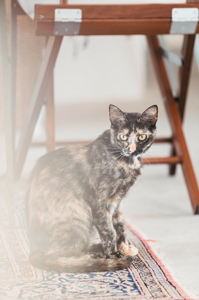 Фото Iuta Glamping & Farm