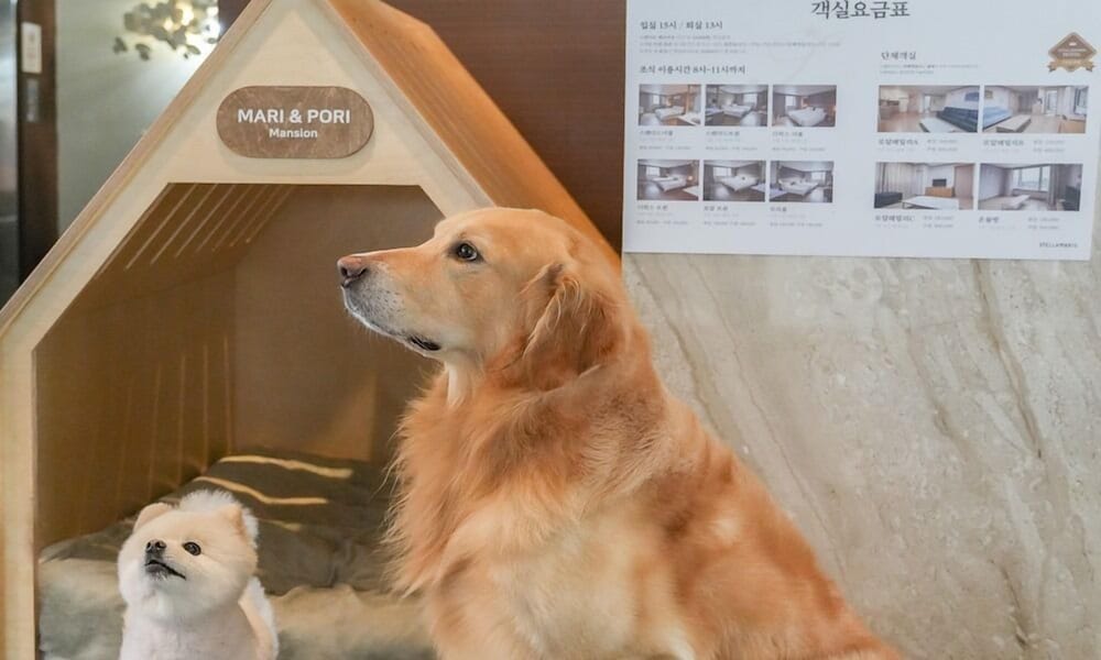 Фото Incheon Stella Maris