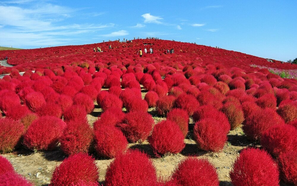 Фото Court Hotel Mito