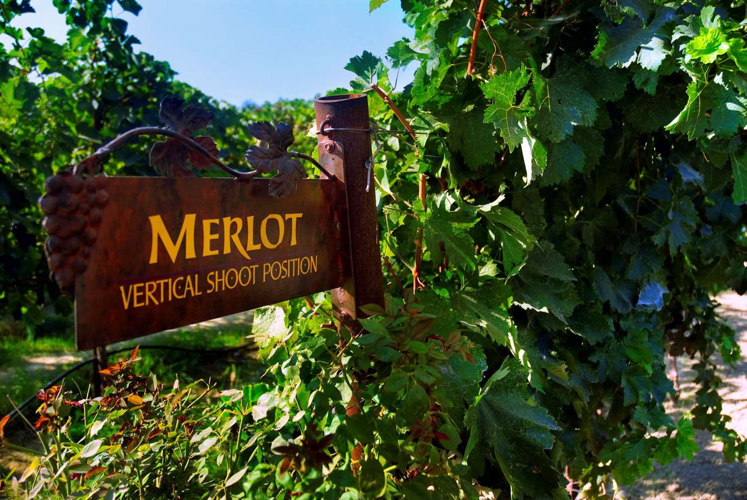 Фото Hampton Inn & Suites Lodi