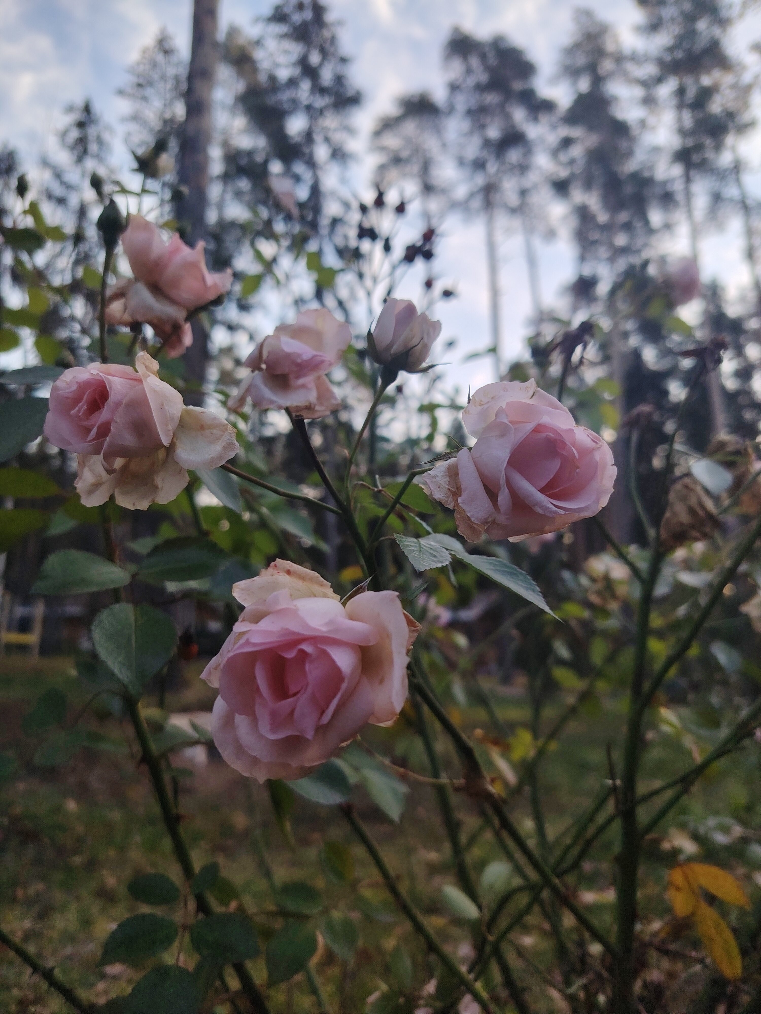 Фото Изумрудное