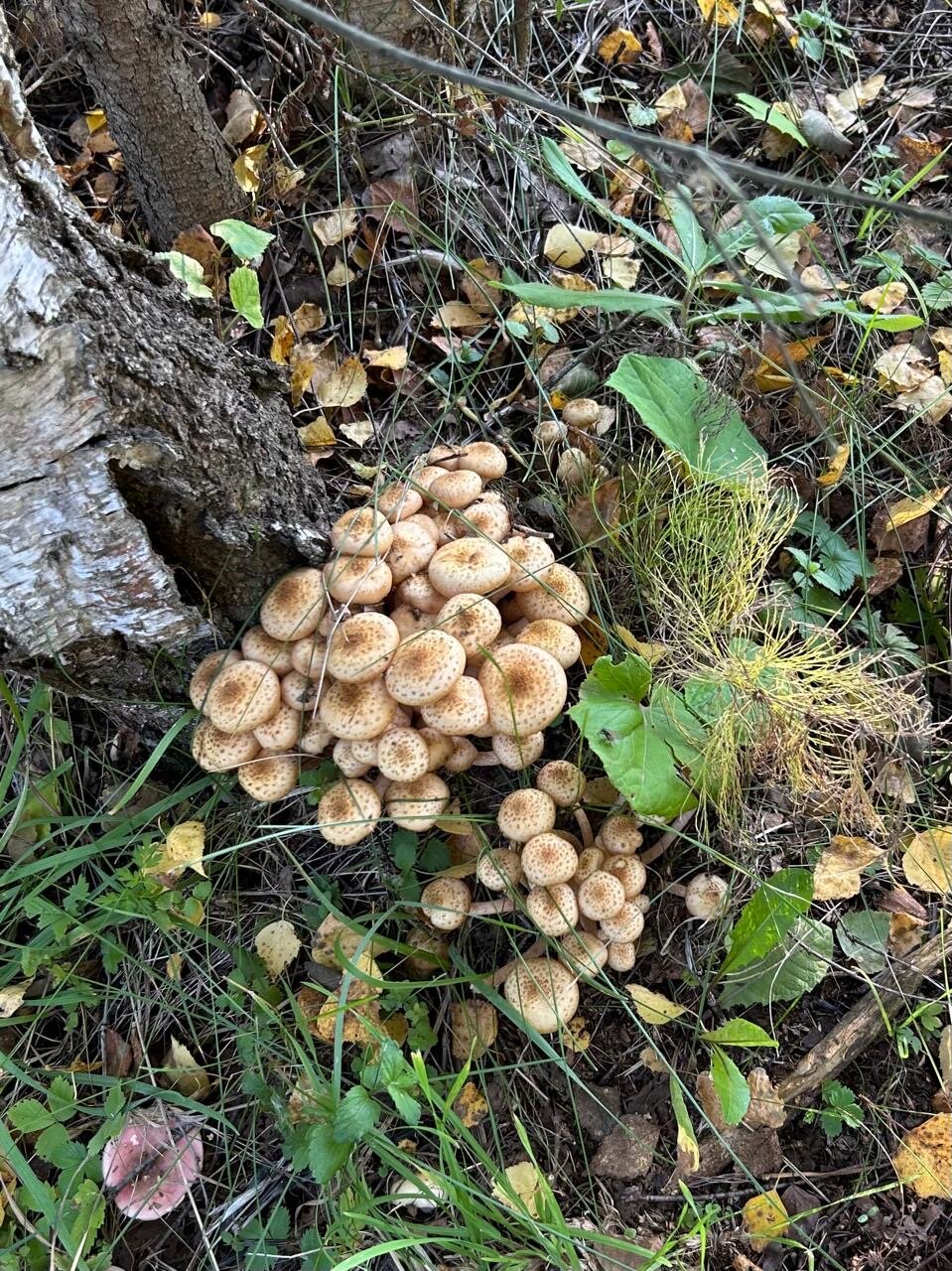 Фото Старый Мултан