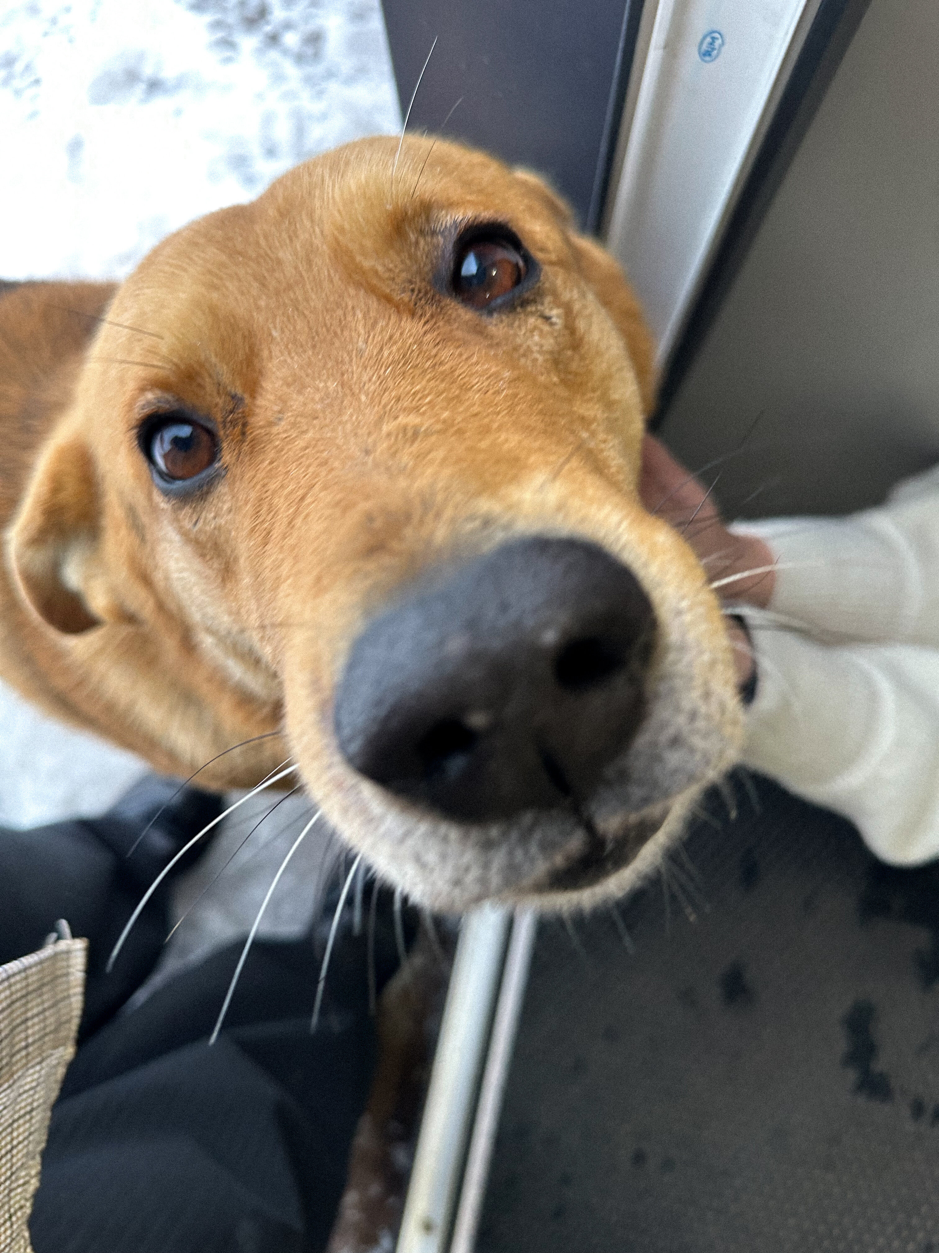 Фото Золотая Рыбка