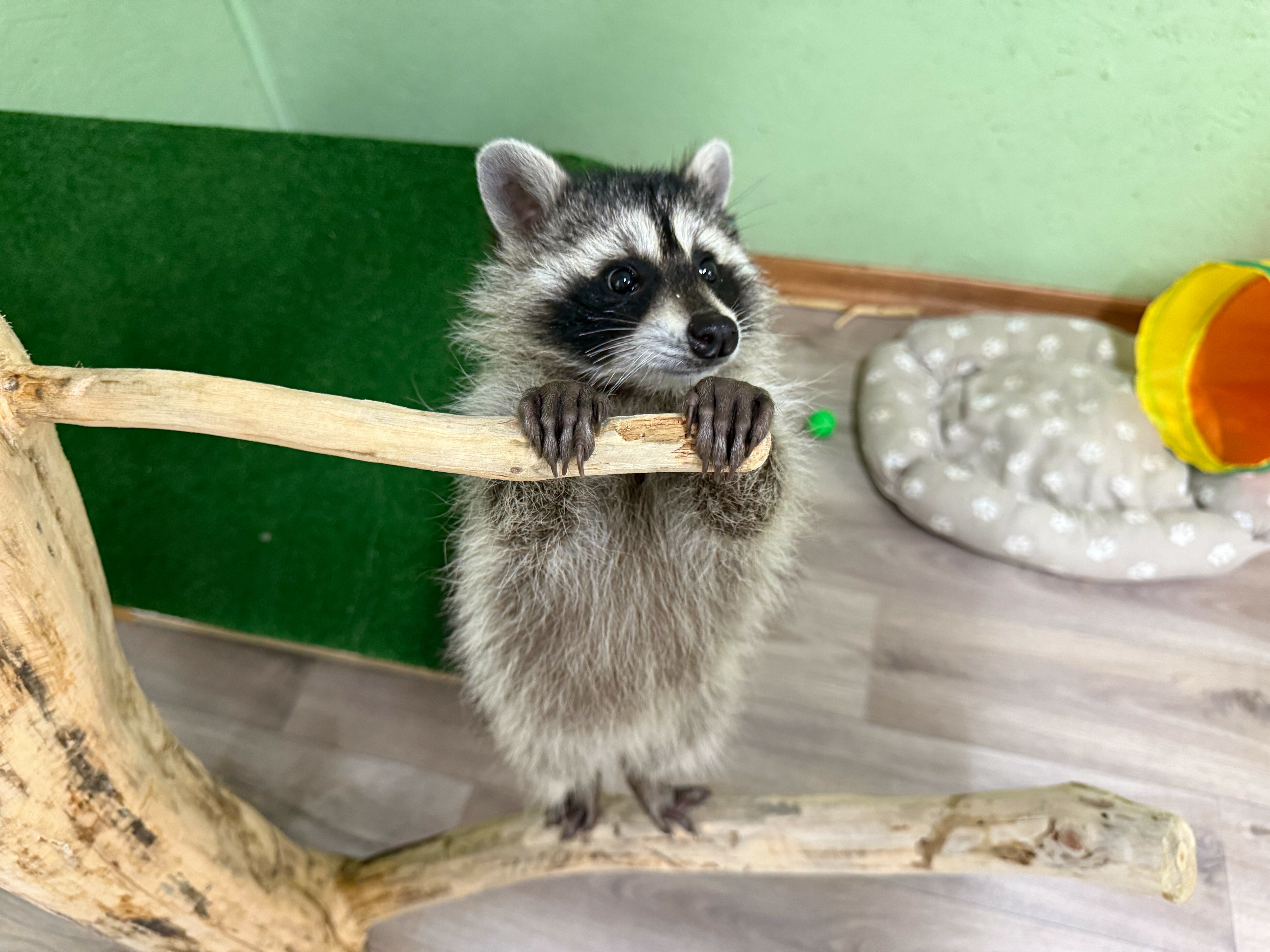 Фото Глэмпинг Мыс