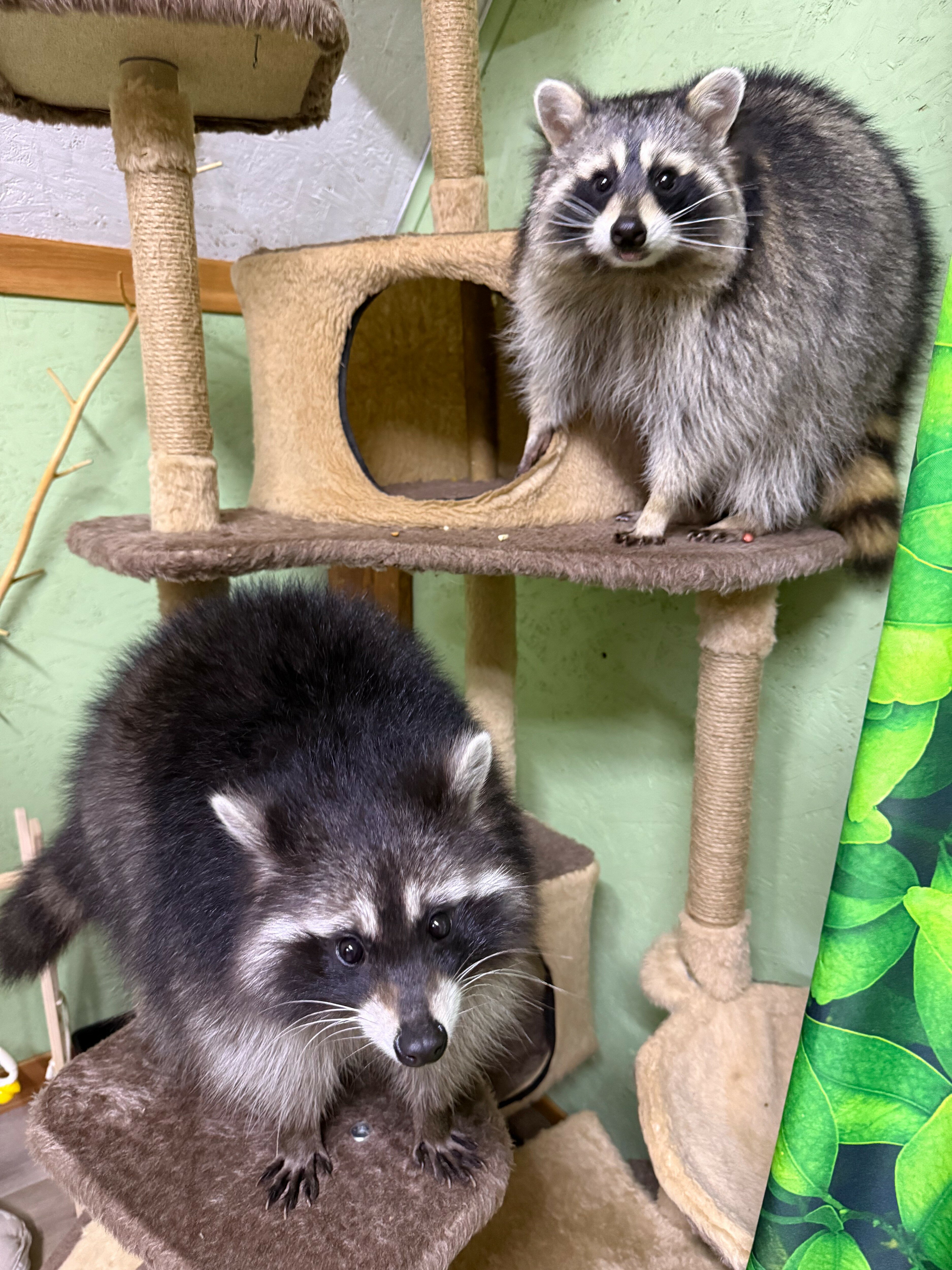 Фото Глэмпинг Мыс