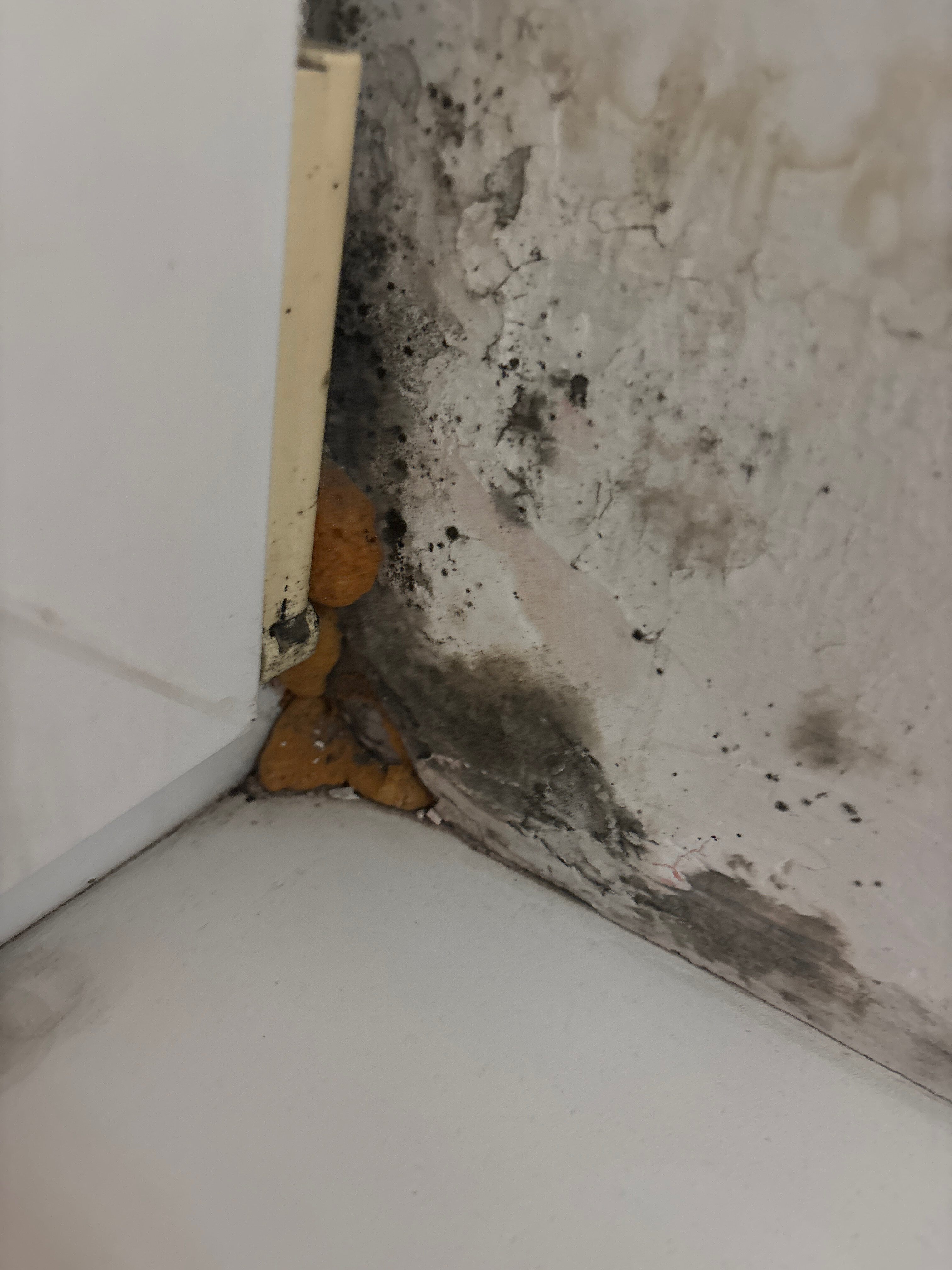 Фото Балтика