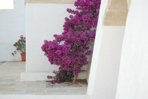 Внешний вид отеля Terra di Leuca в Сальве, фото 5