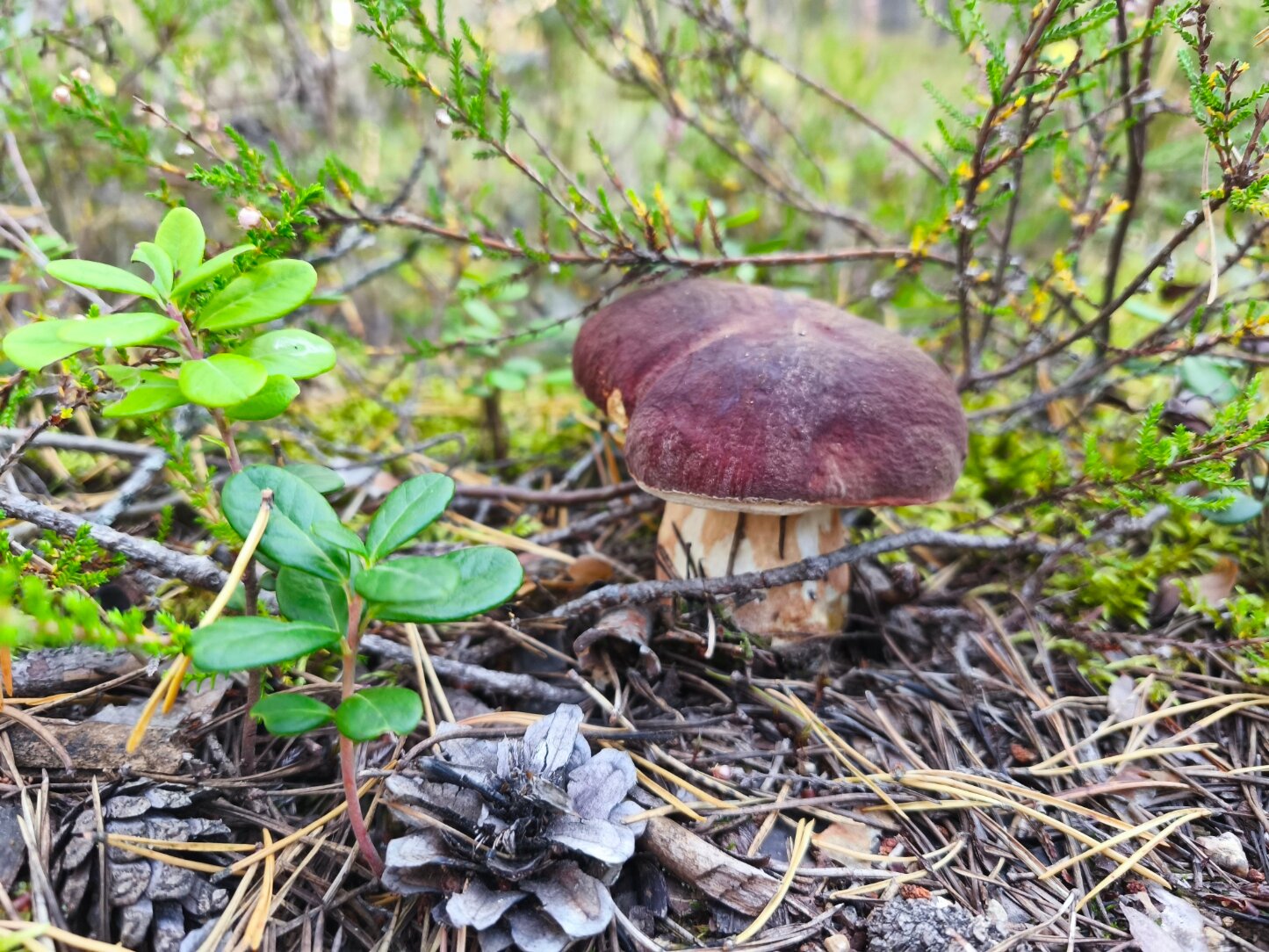 Фото Центр Активного Отдыха Деревня Терву