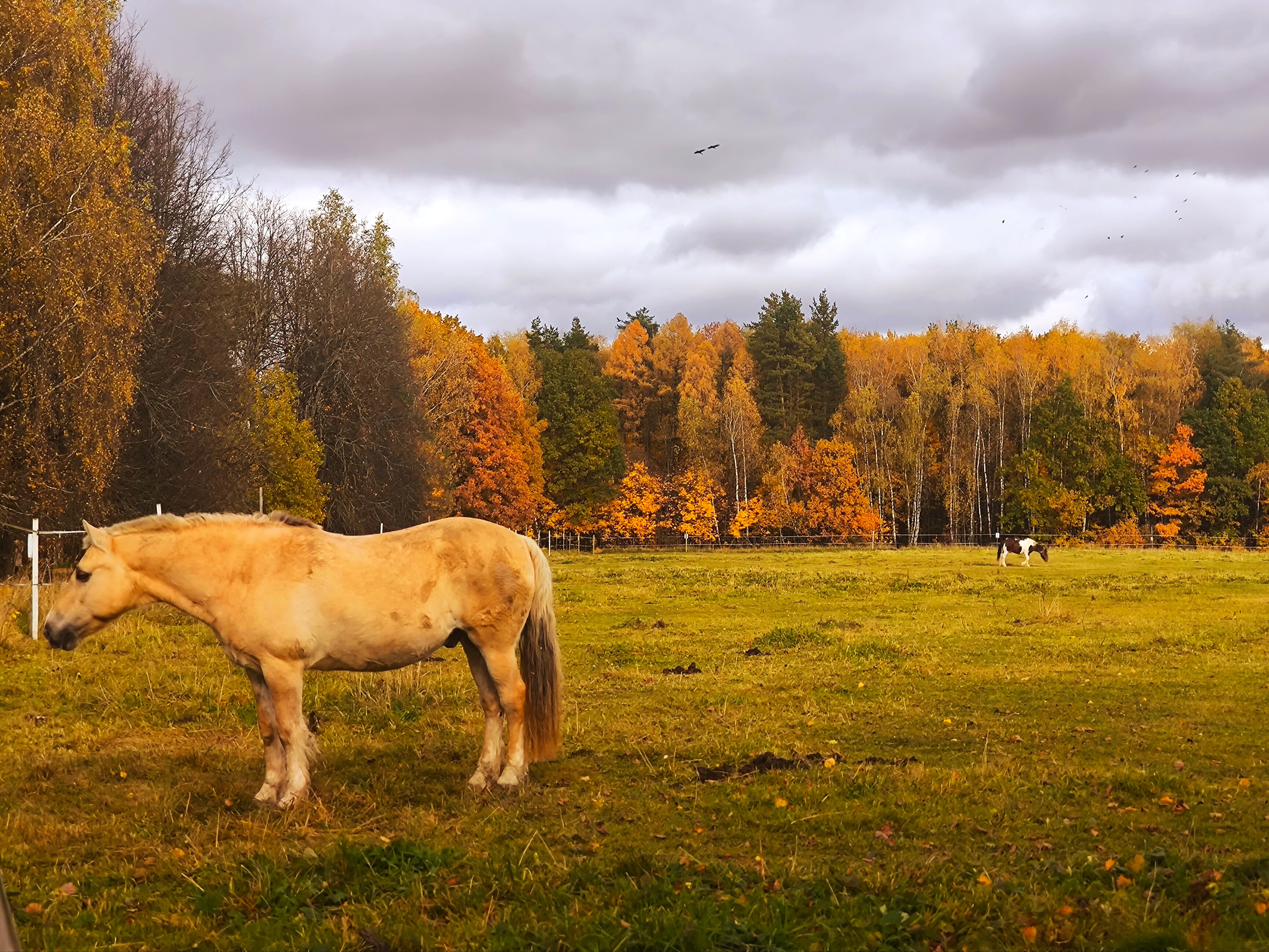 Фото Усадьба Горки