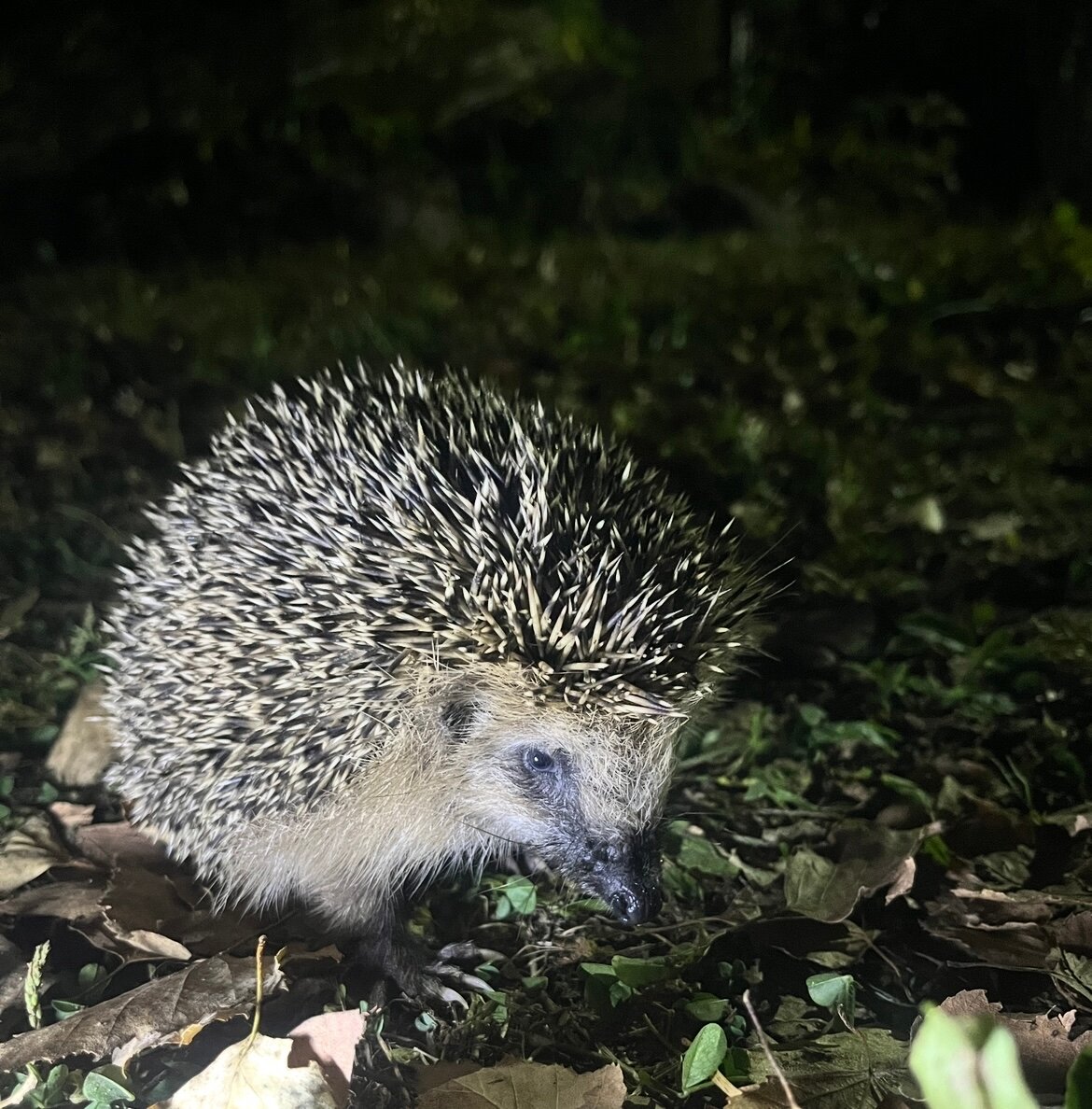 Фото Edimonovo Village